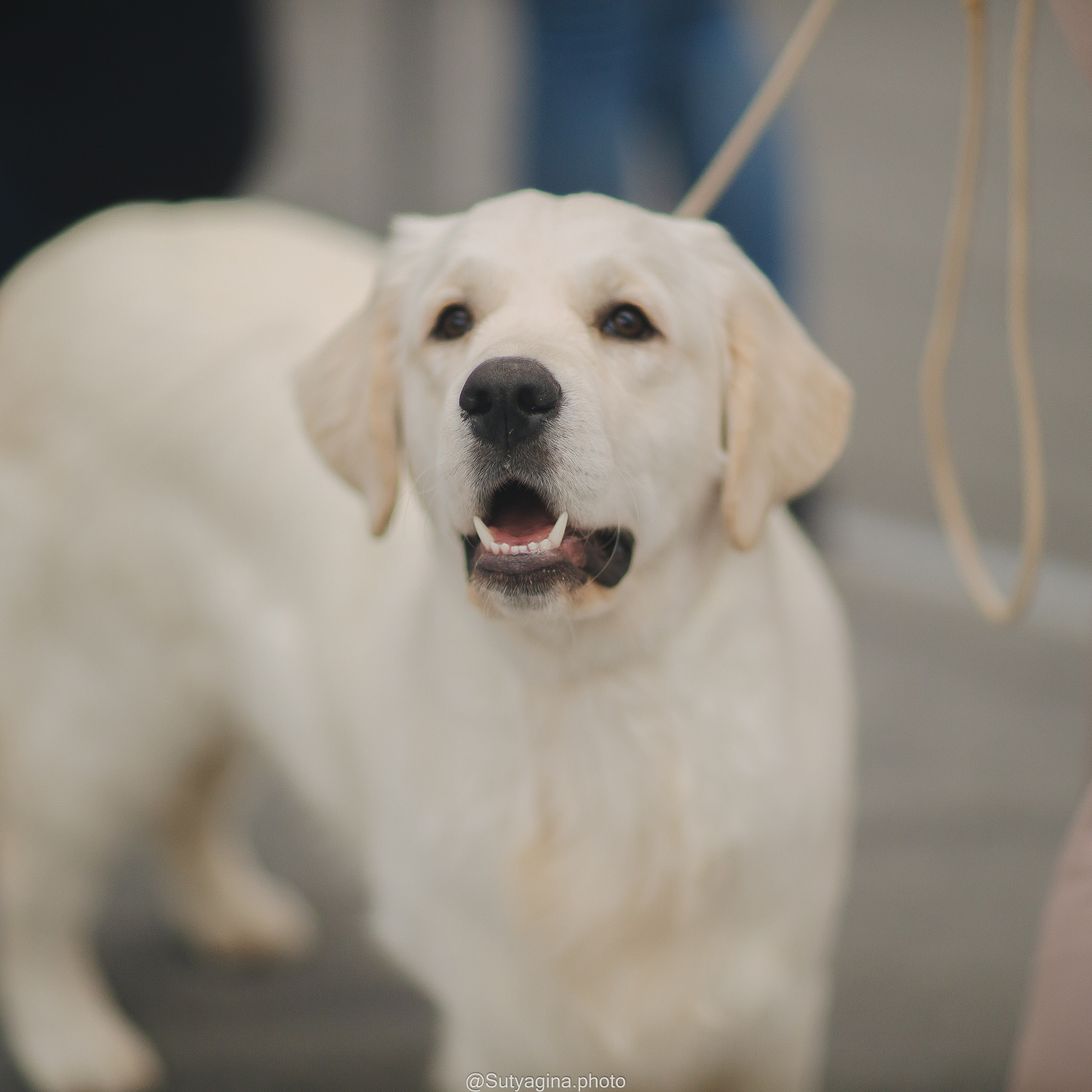 Отзывы. Свадебный и женский фотограф