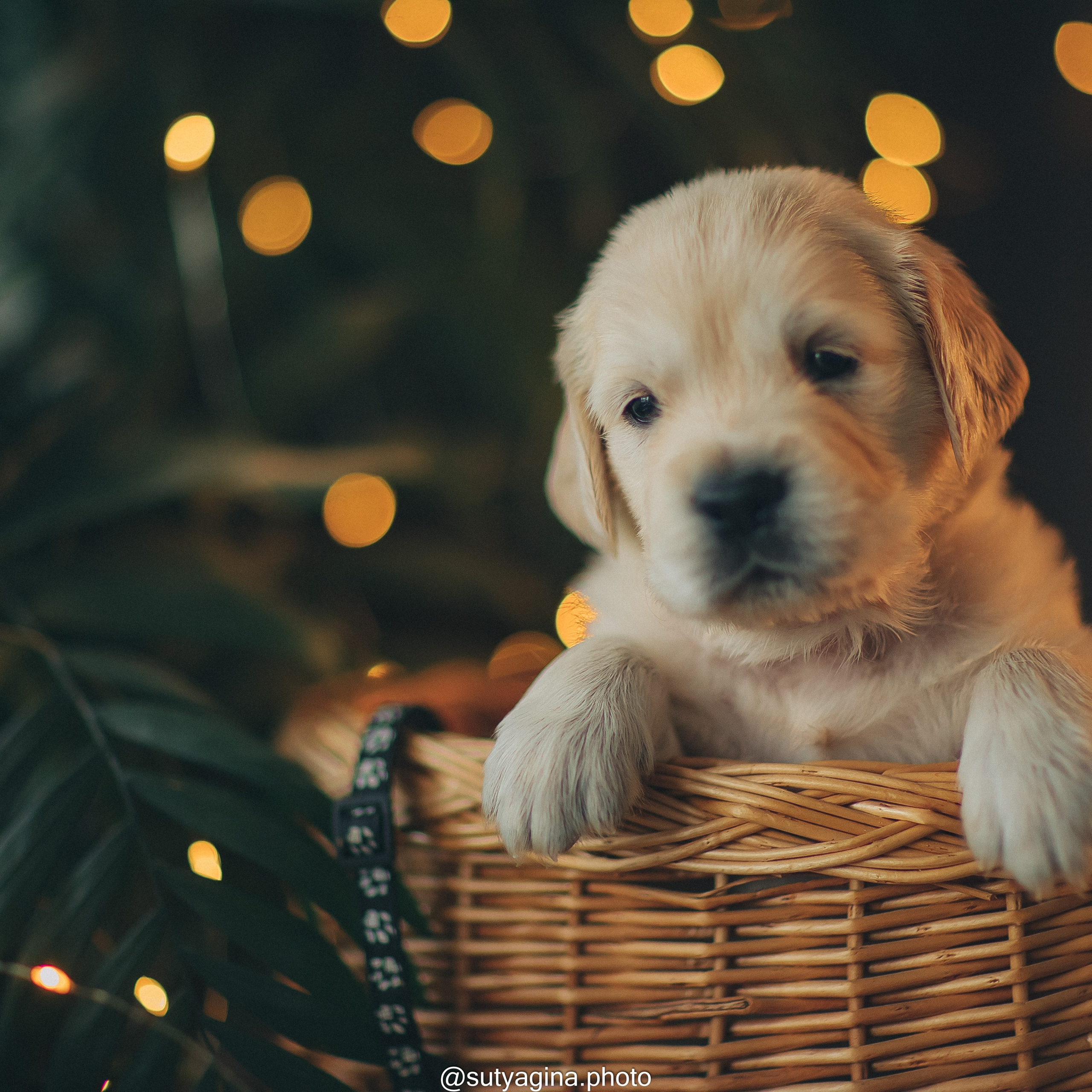 Черная лента