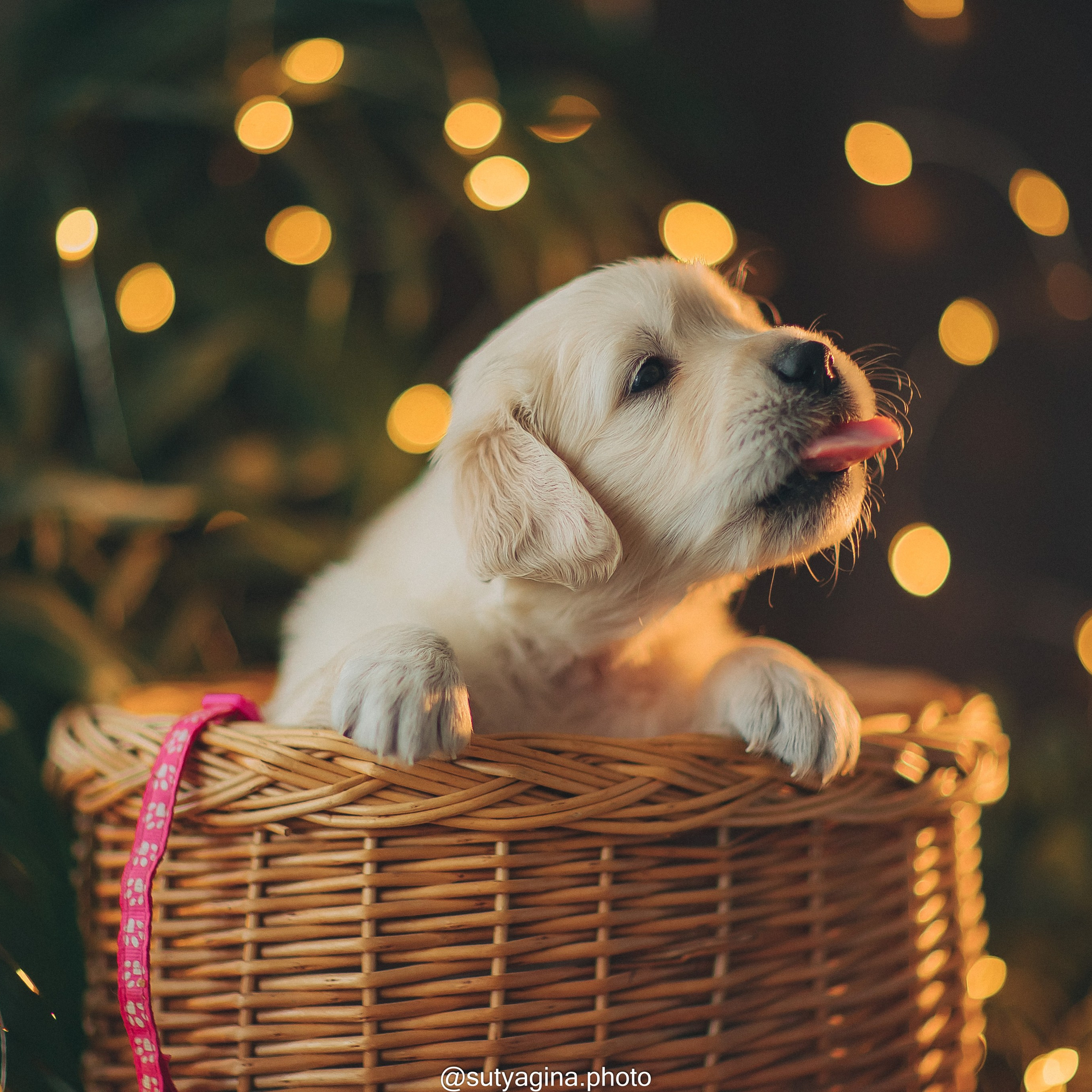 Розовый ошейник