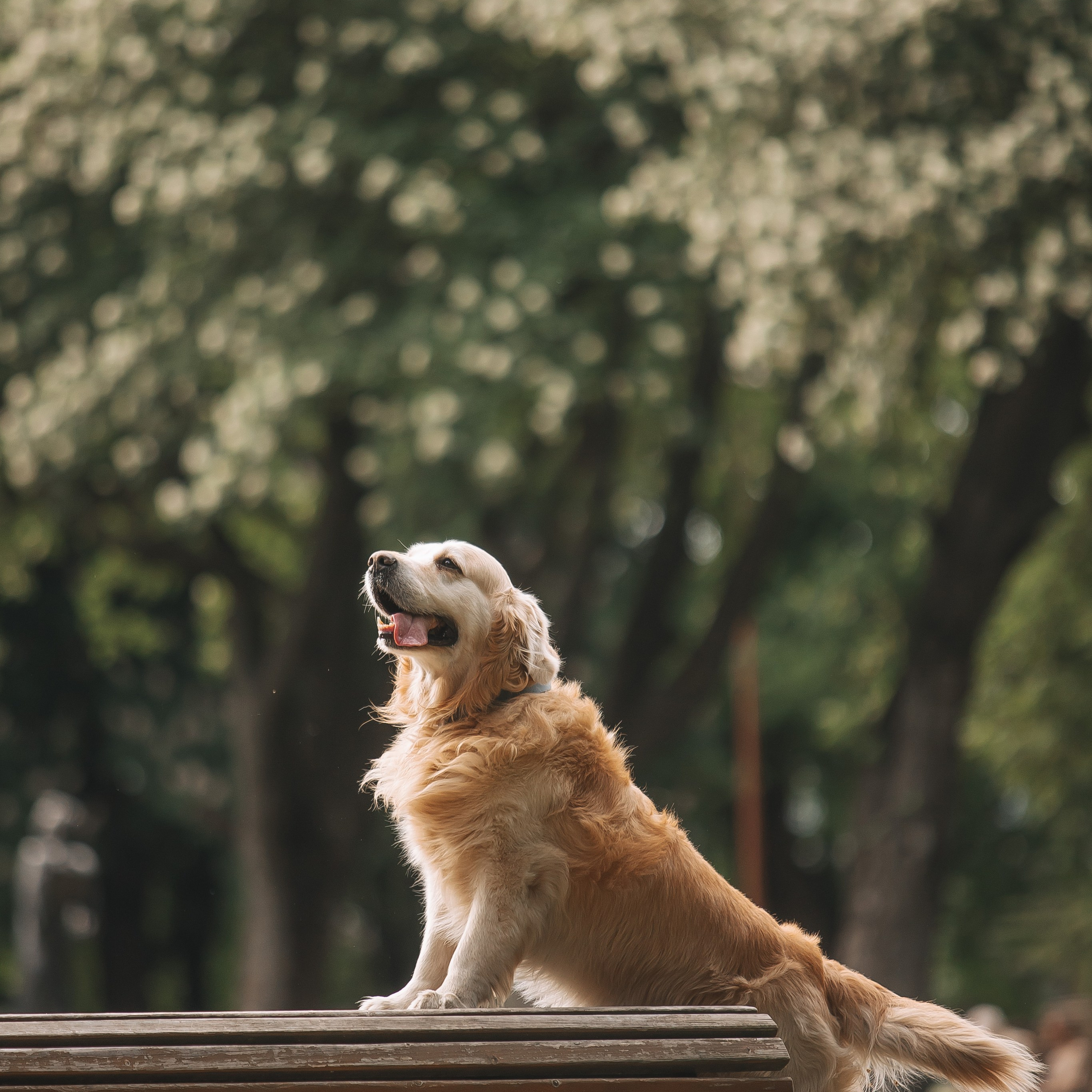 Золотистый ретривер Кант, Калининград