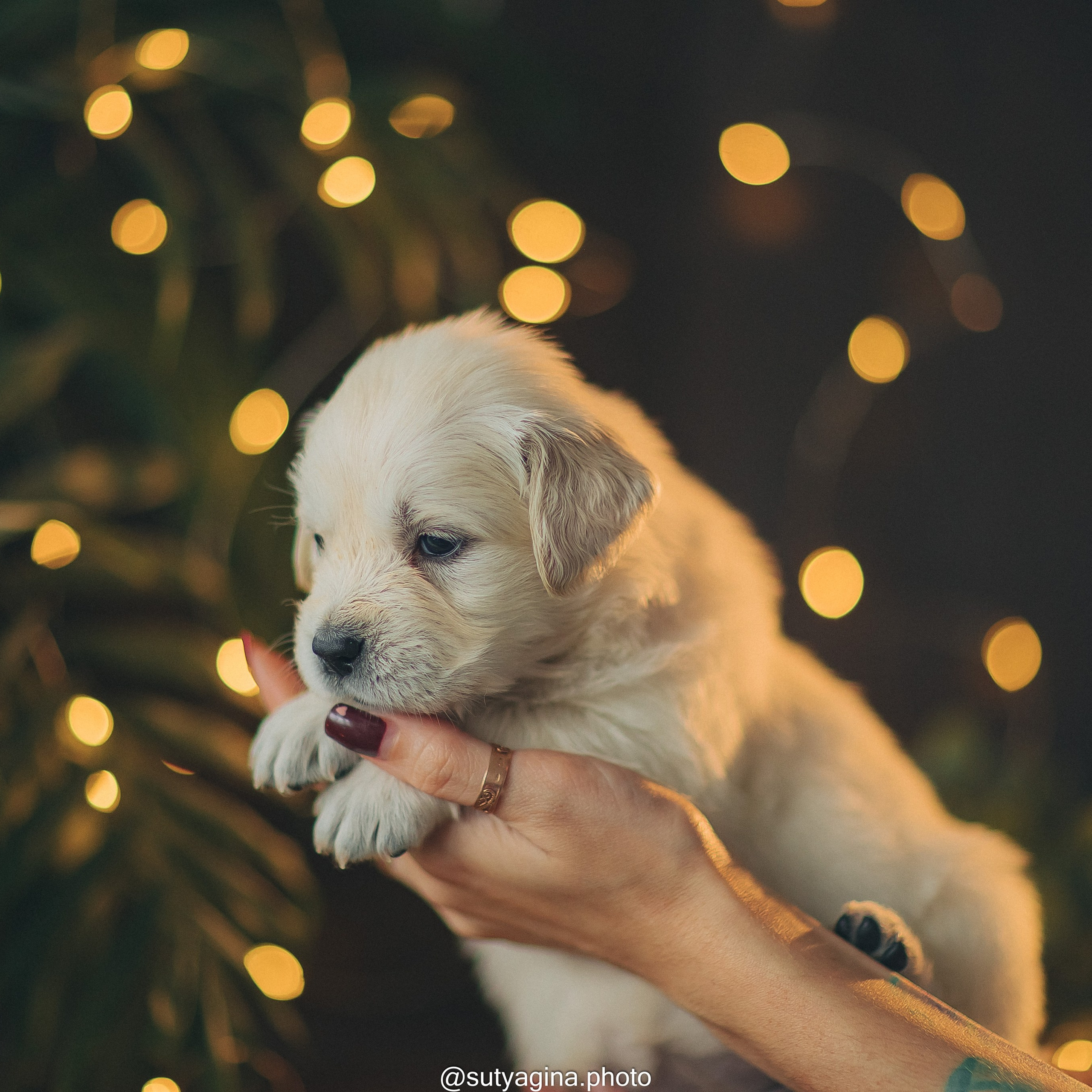 Желтая лента