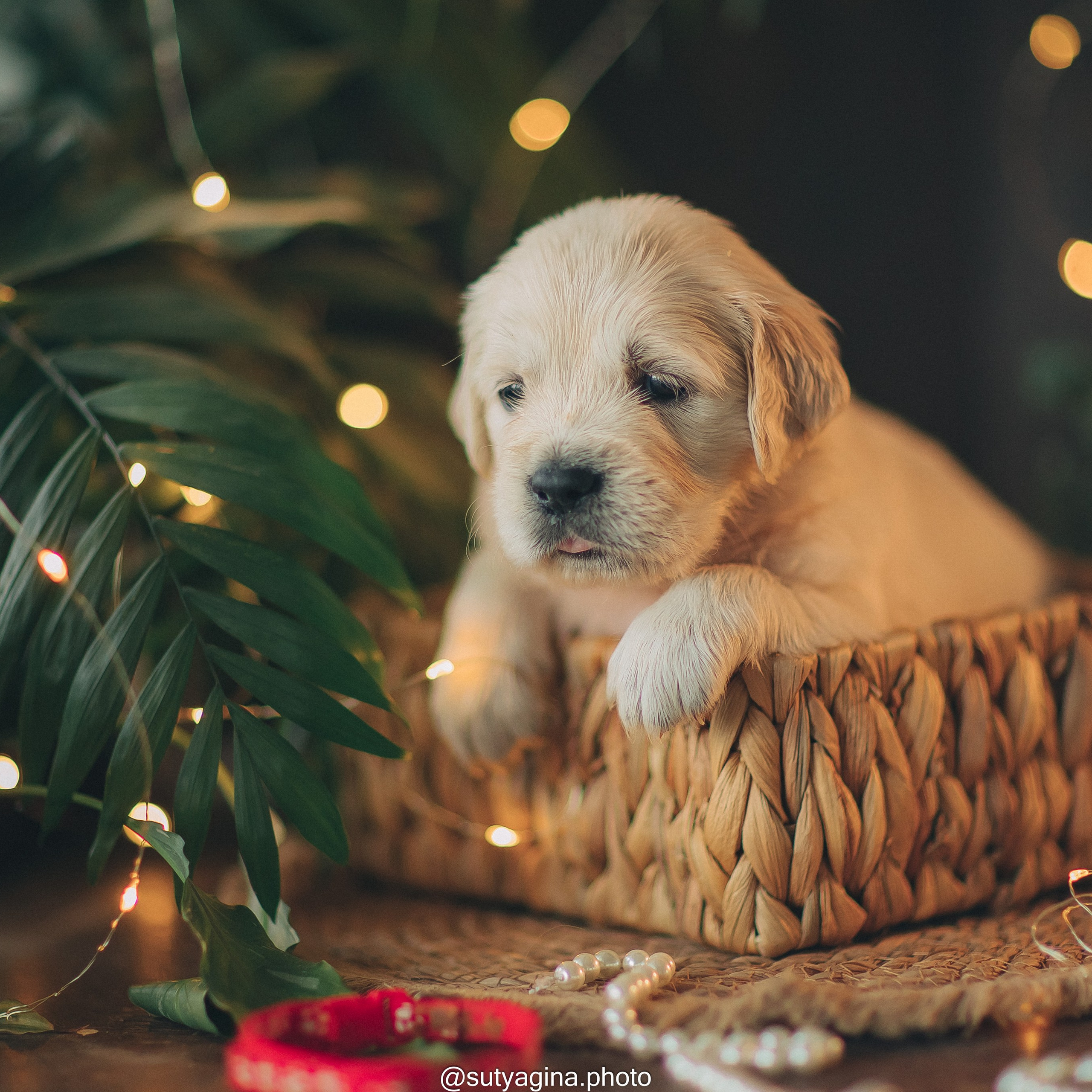 Красная лента