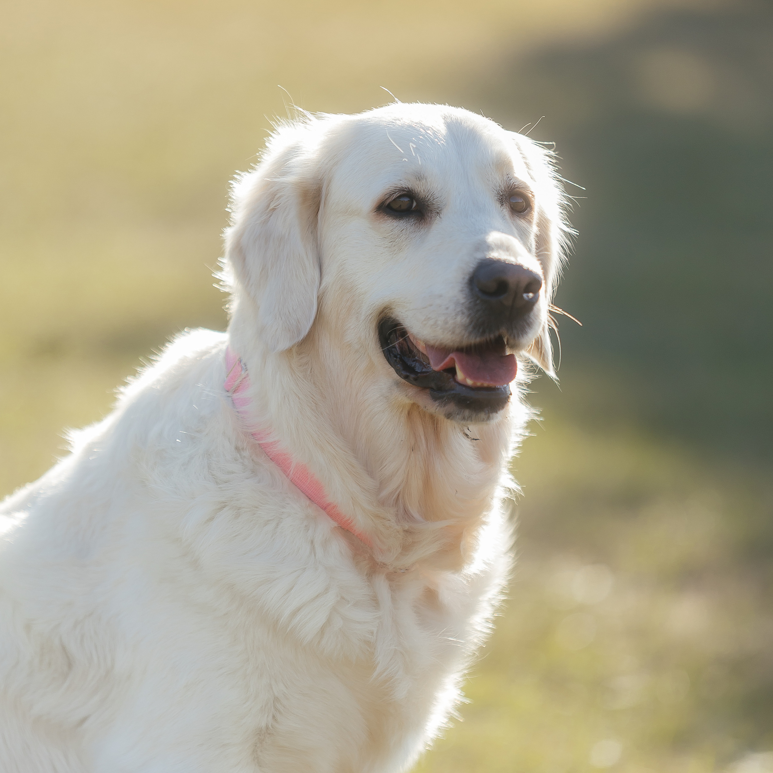Отзывы. Свадебный и женский фотограф