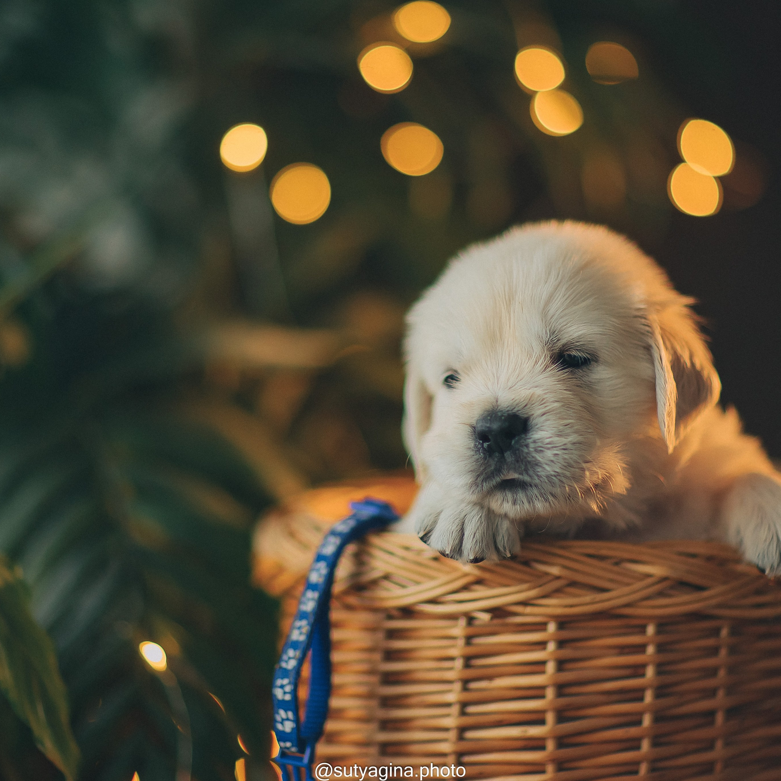 Синий ошейник