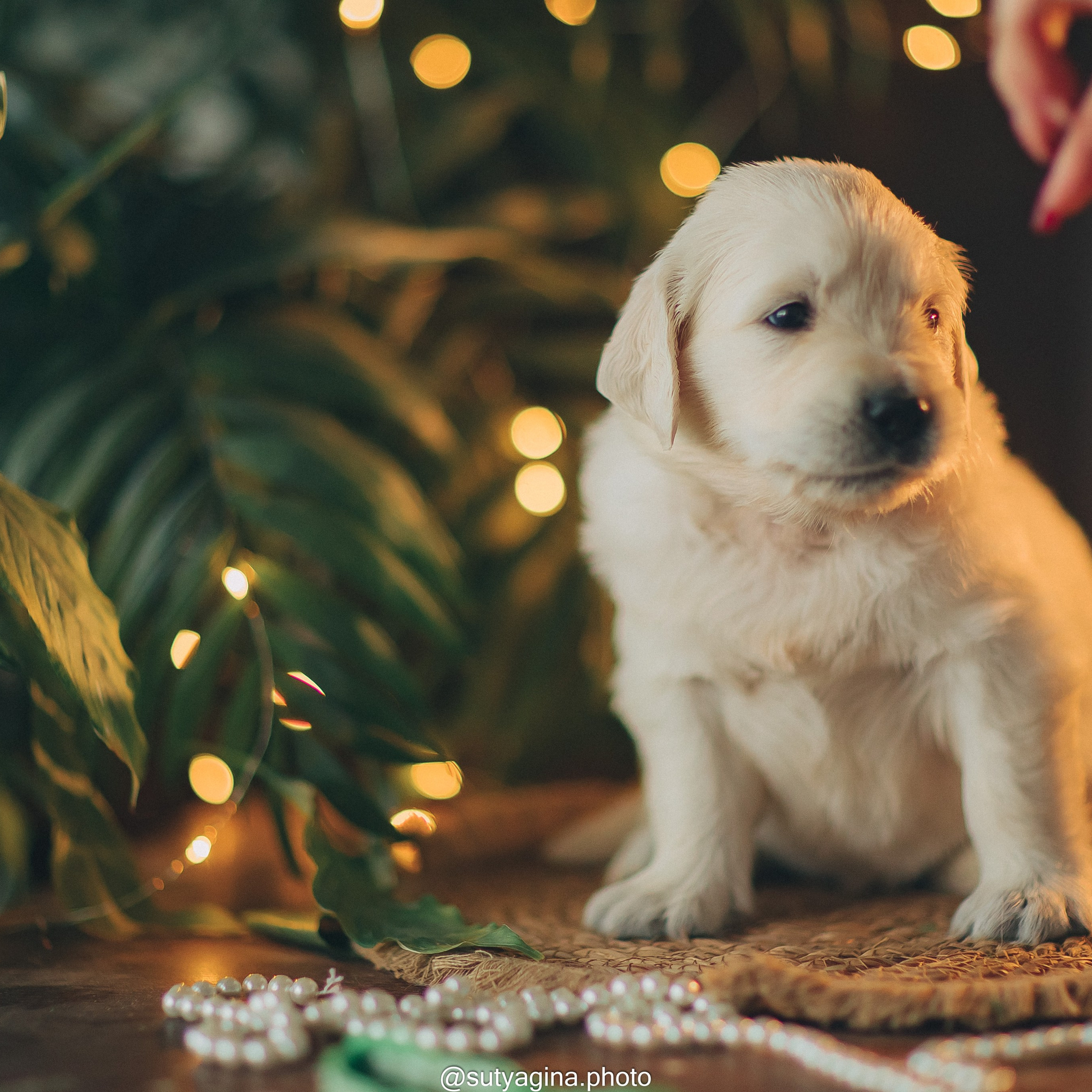 Зеленая лента