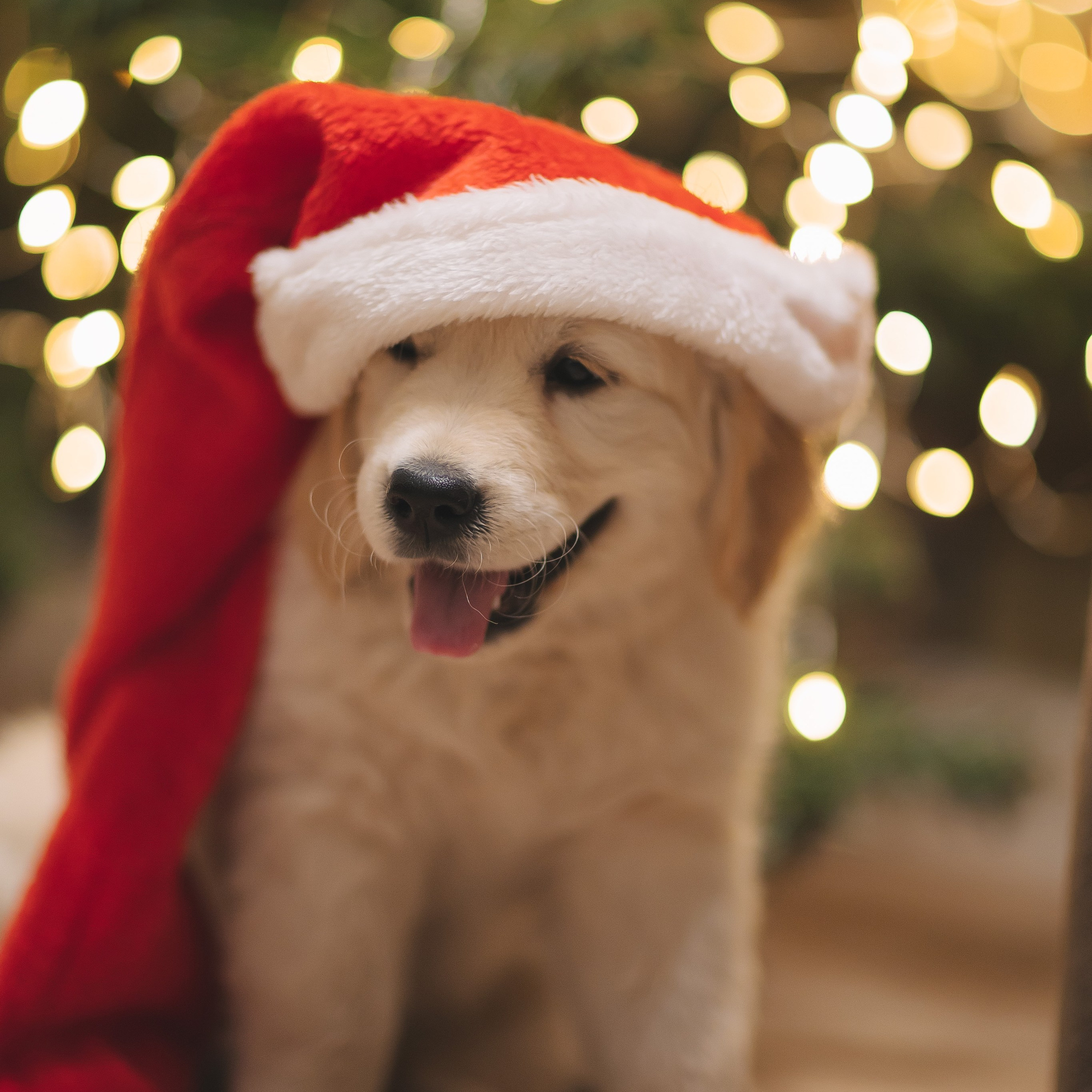 Снежик и Веста, НГ