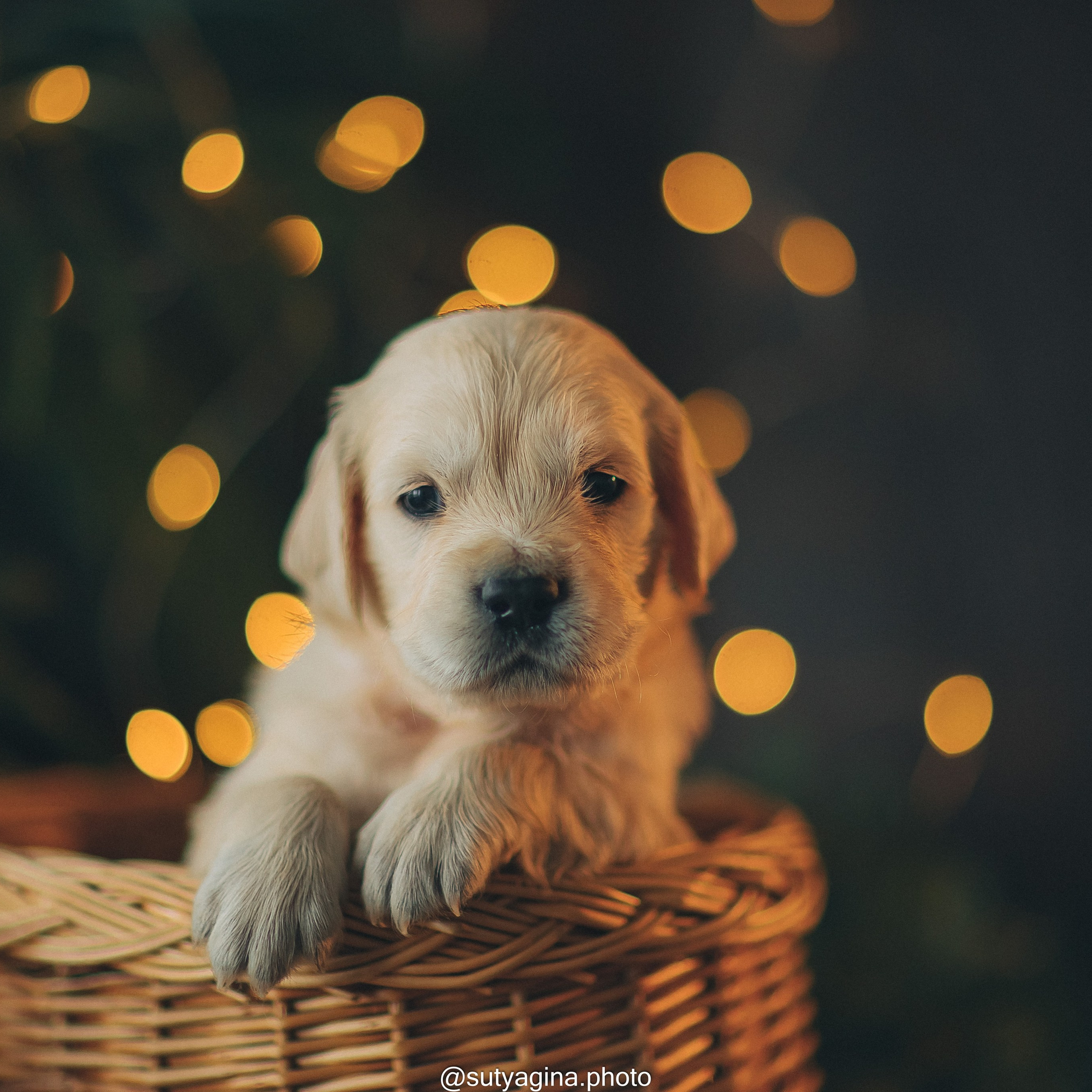 Оранжевая лента