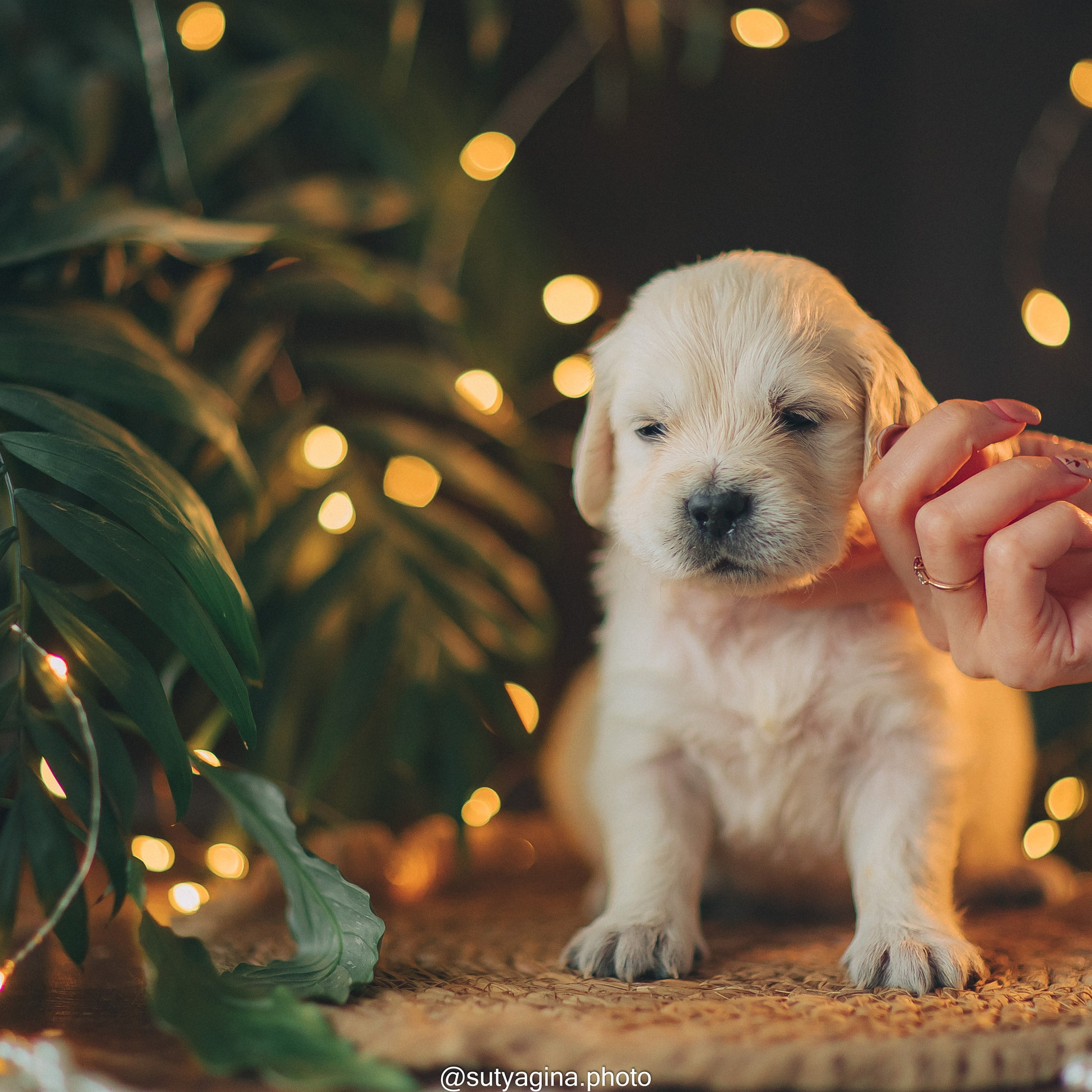 Белая лента