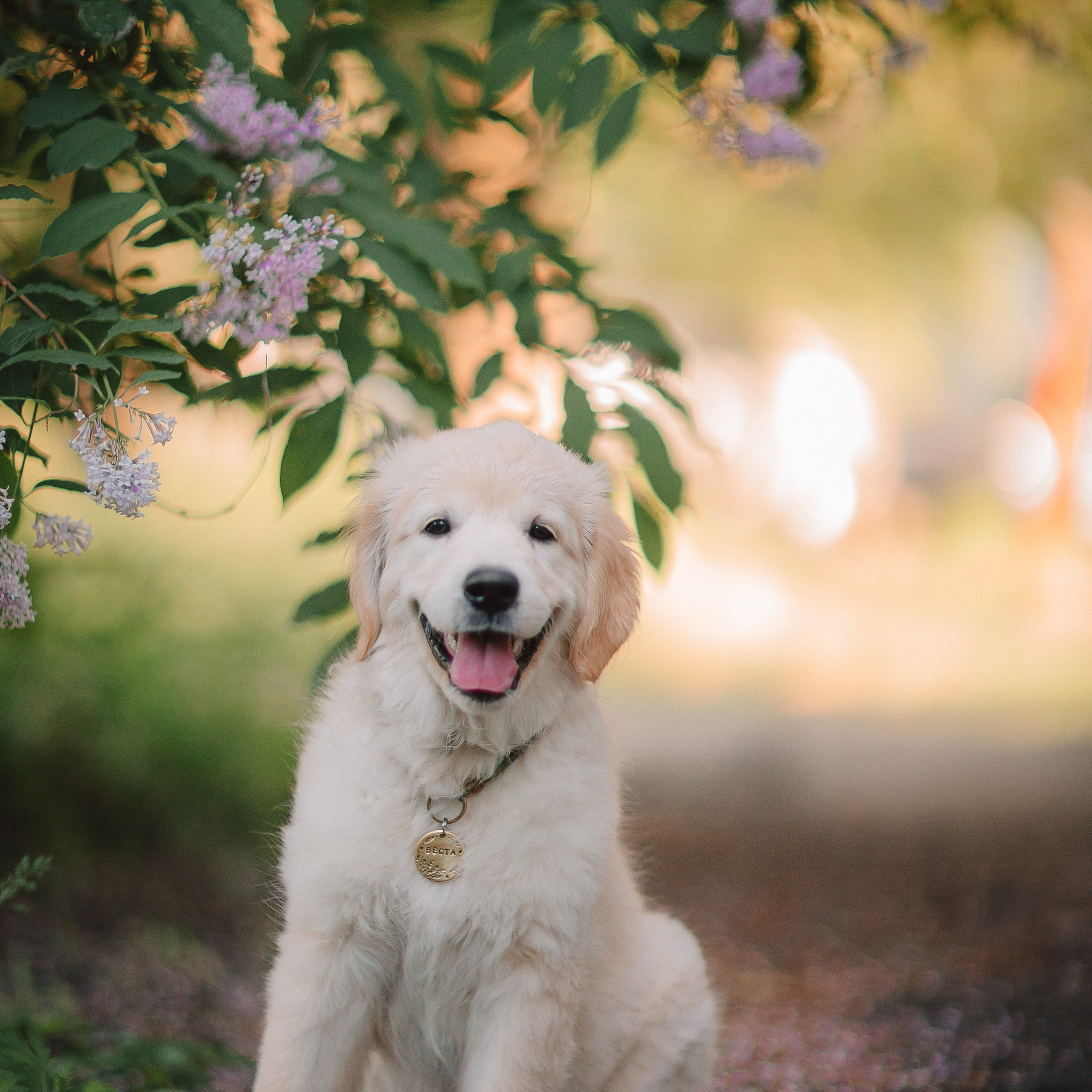 Золотистый ретривер Веста
