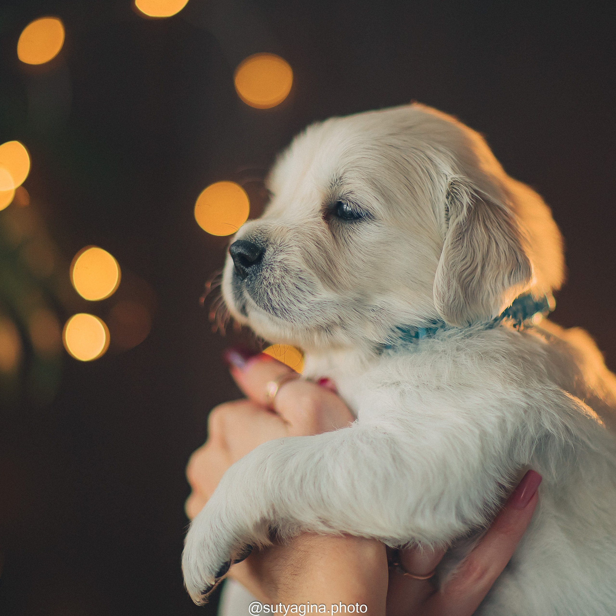 Голубой ошейник