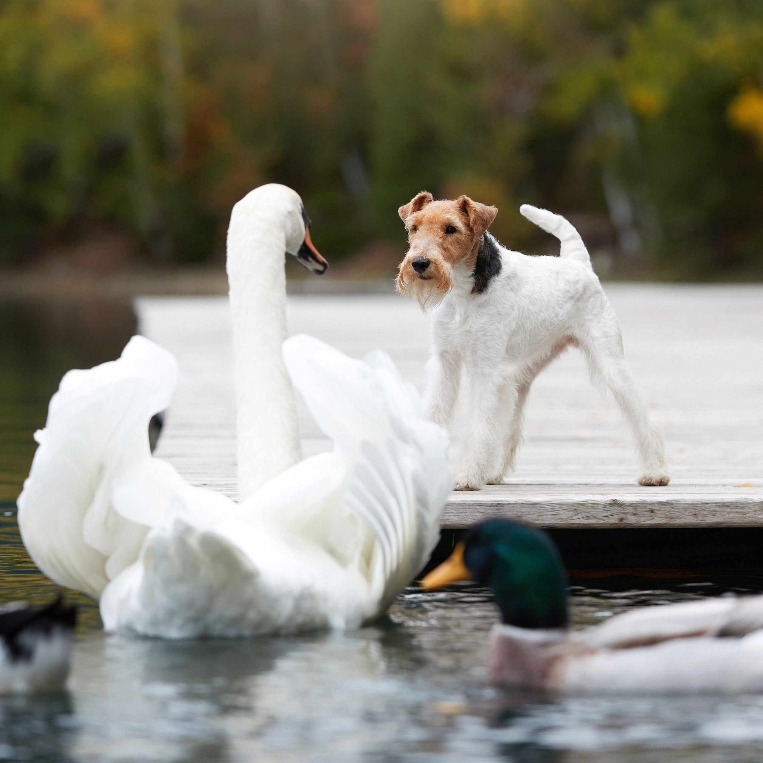 Путешествие к Байкалу. Фотосессии в Иркутске. ФОТОГРАФ-АНИМАЛИСТ l LANA POLYAKOVA
