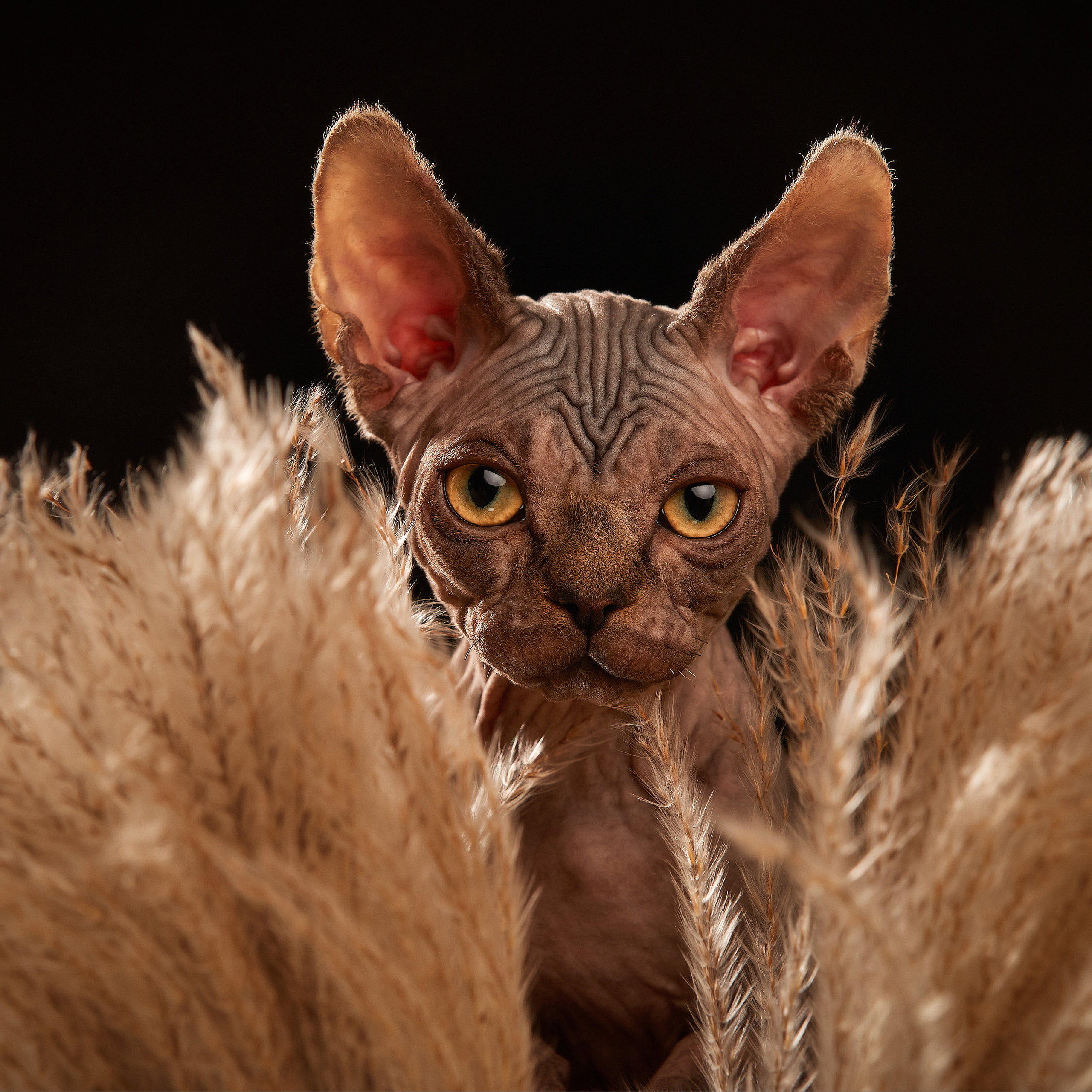 Паштет в объективе. ФОТОГРАФ-АНИМАЛИСТ l LANA POLYAKOVA