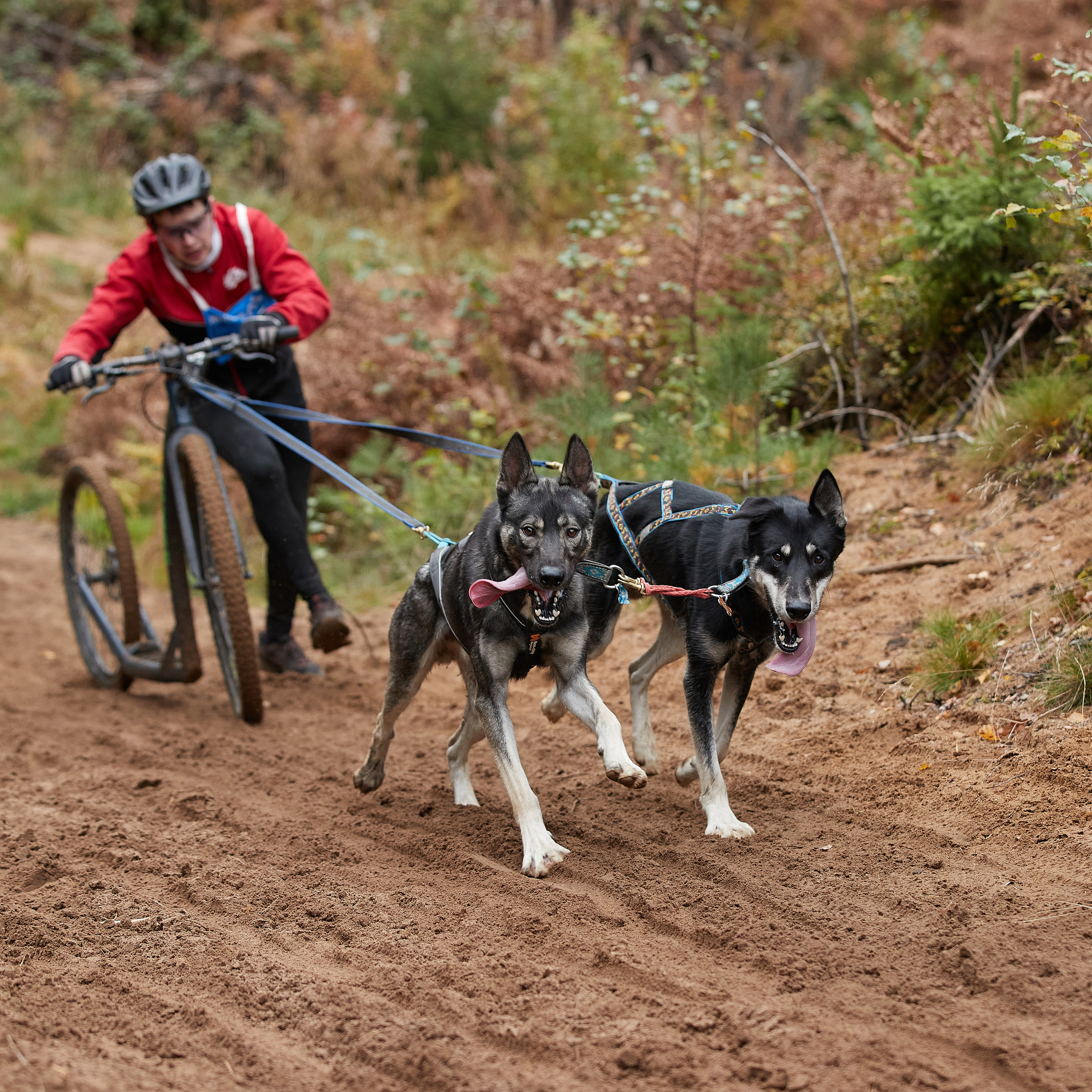 ЧЕМПИОНАТ РОССИИ РКФ 25–26 сентября 2021 г. ФОТОГРАФ-АНИМАЛИСТ l LANA POLYAKOVA