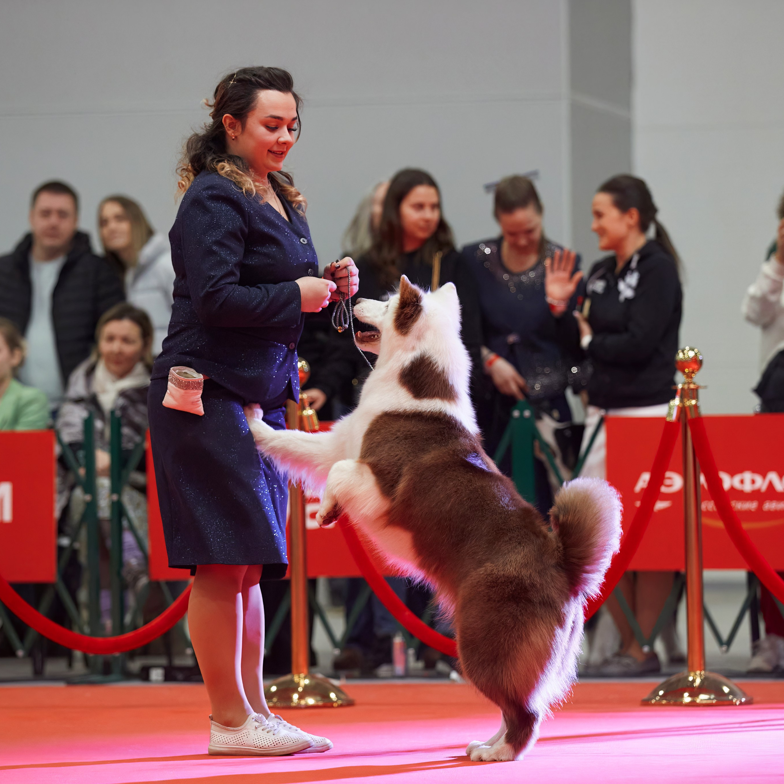 Шоу чемпионов «ЛУЧШИЕ СОБАКИ РОССИИ». ФОТОГРАФ-АНИМАЛИСТ l LANA POLYAKOVA