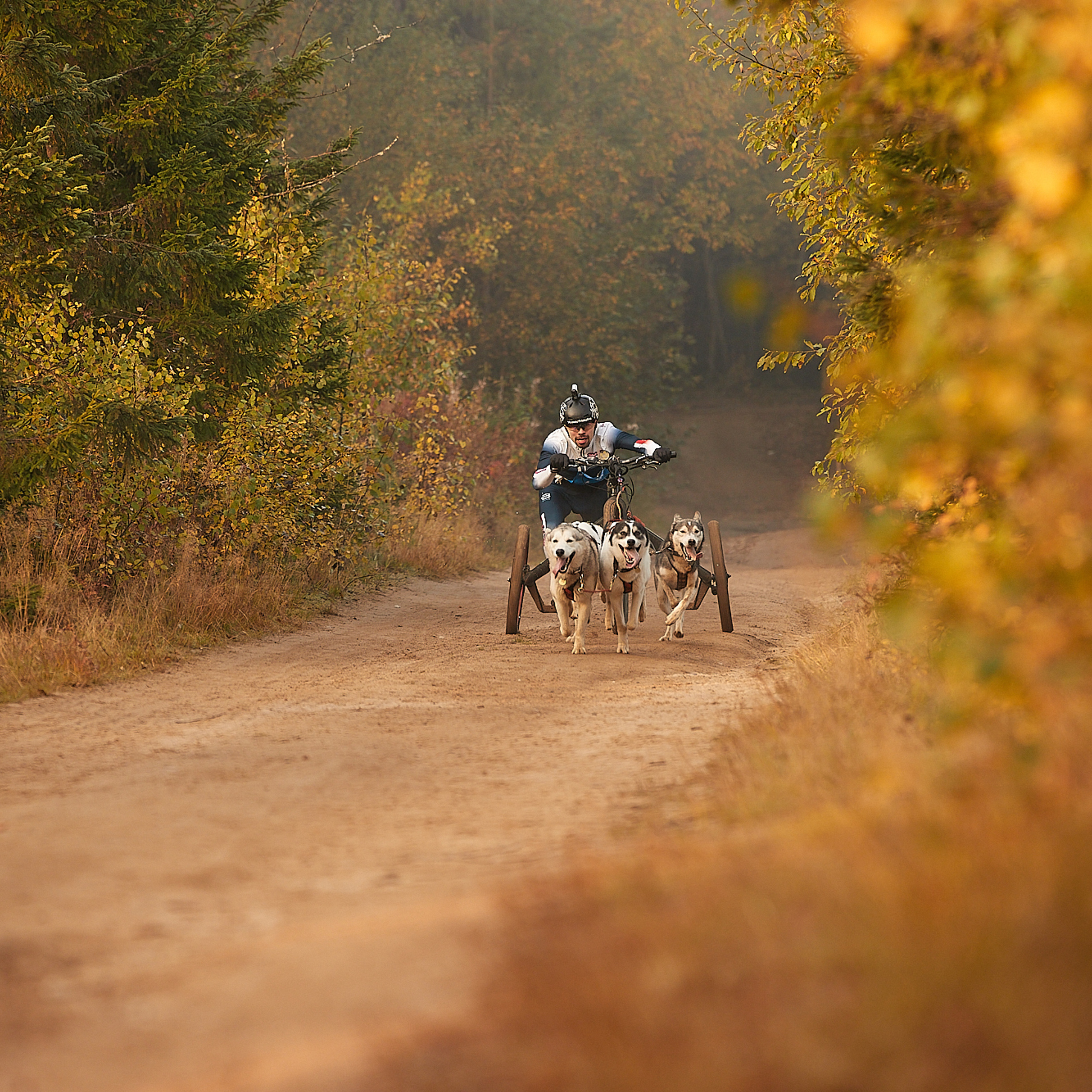 ЧЕМПИОНАТ РОССИИ РКФ 27 сентября 2020 г., 2й день. ФОТОГРАФ-АНИМАЛИСТ l LANA POLYAKOVA