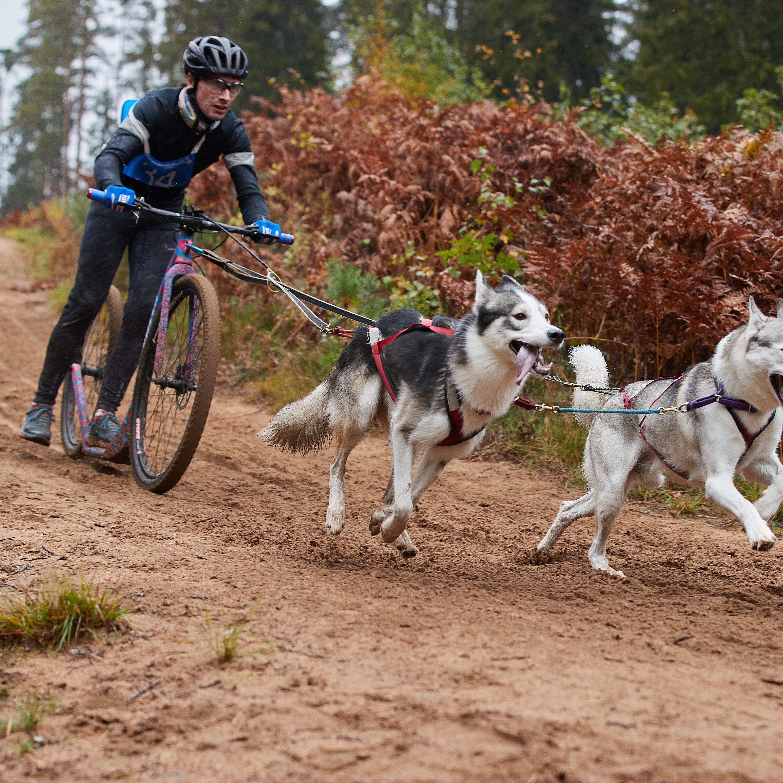 ЧЕМПИОНАТ РОССИИ РКФ 25–26 сентября 2021 г. ФОТОГРАФ-АНИМАЛИСТ l LANA POLYAKOVA