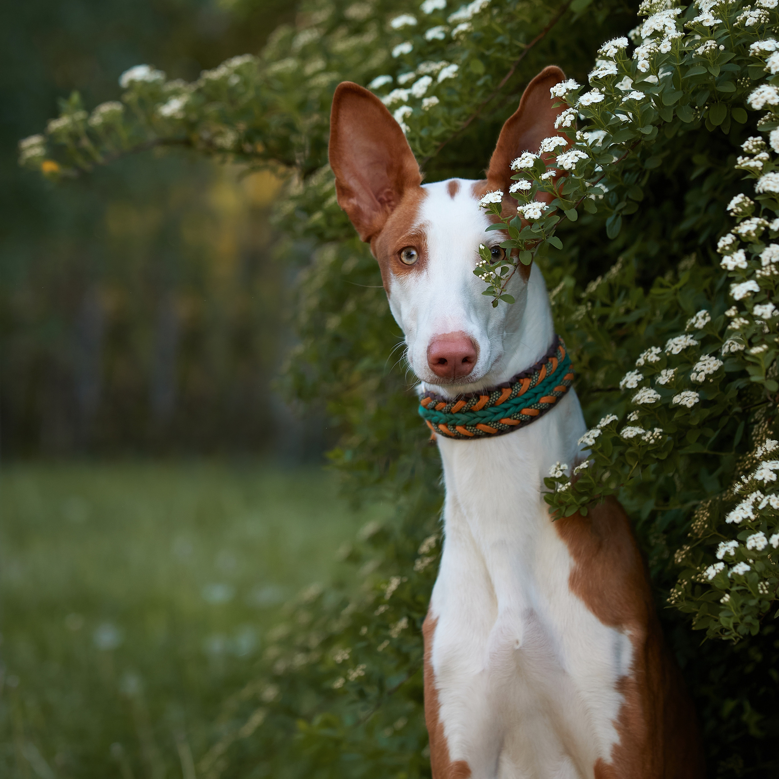 Фотопрогулка для Найроби. ФОТОГРАФ-АНИМАЛИСТ l LANA POLYAKOVA