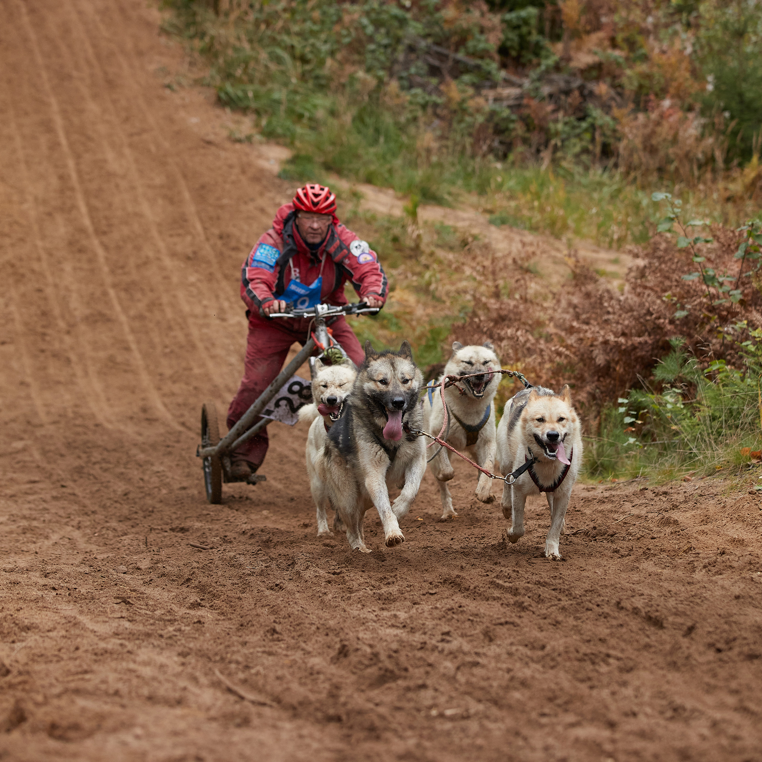ЧЕМПИОНАТ РОССИИ РКФ 25–26 сентября 2021 г. ФОТОГРАФ-АНИМАЛИСТ l LANA POLYAKOVA
