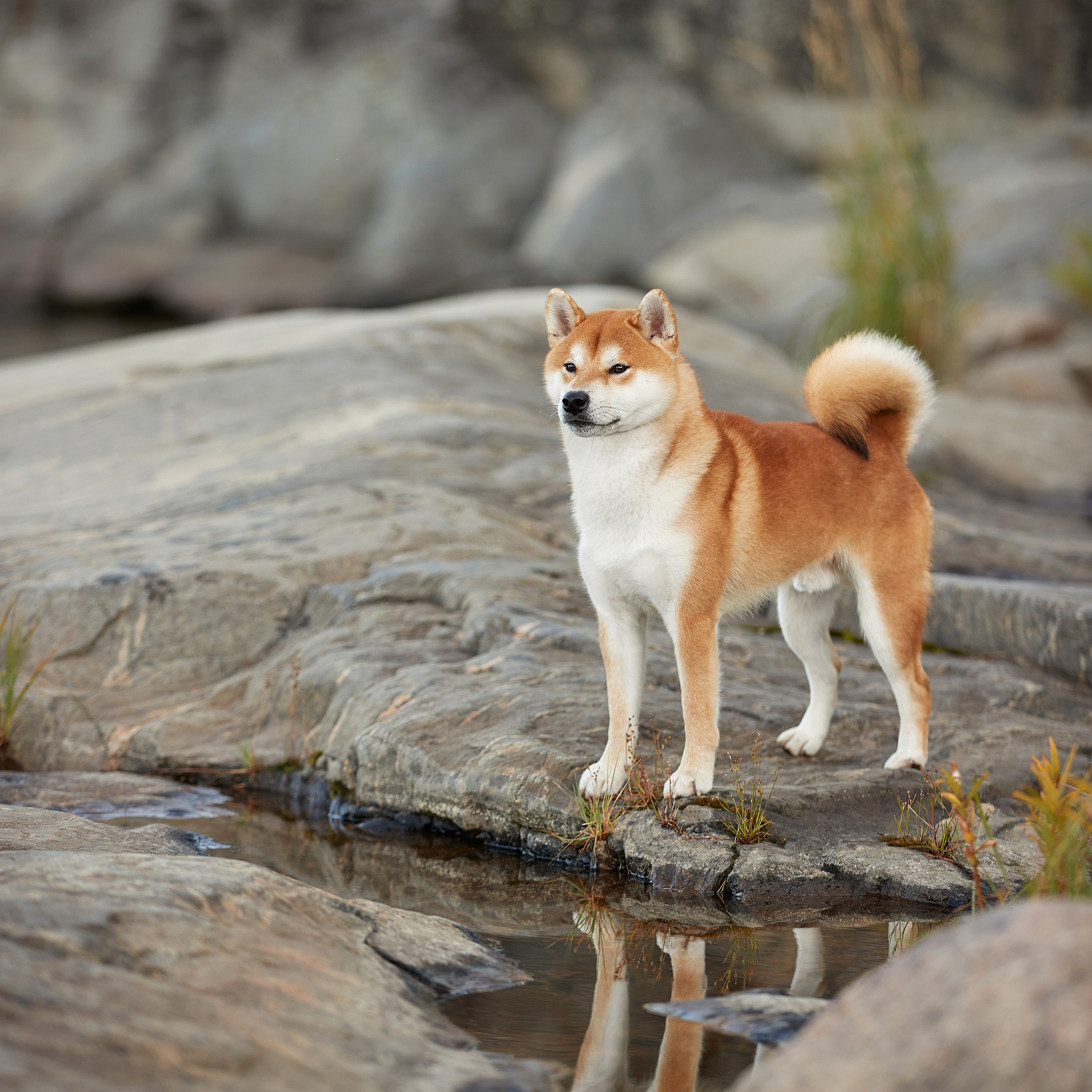 Приятные новости от WDPA. ФОТОГРАФ-АНИМАЛИСТ l LANA POLYAKOVA