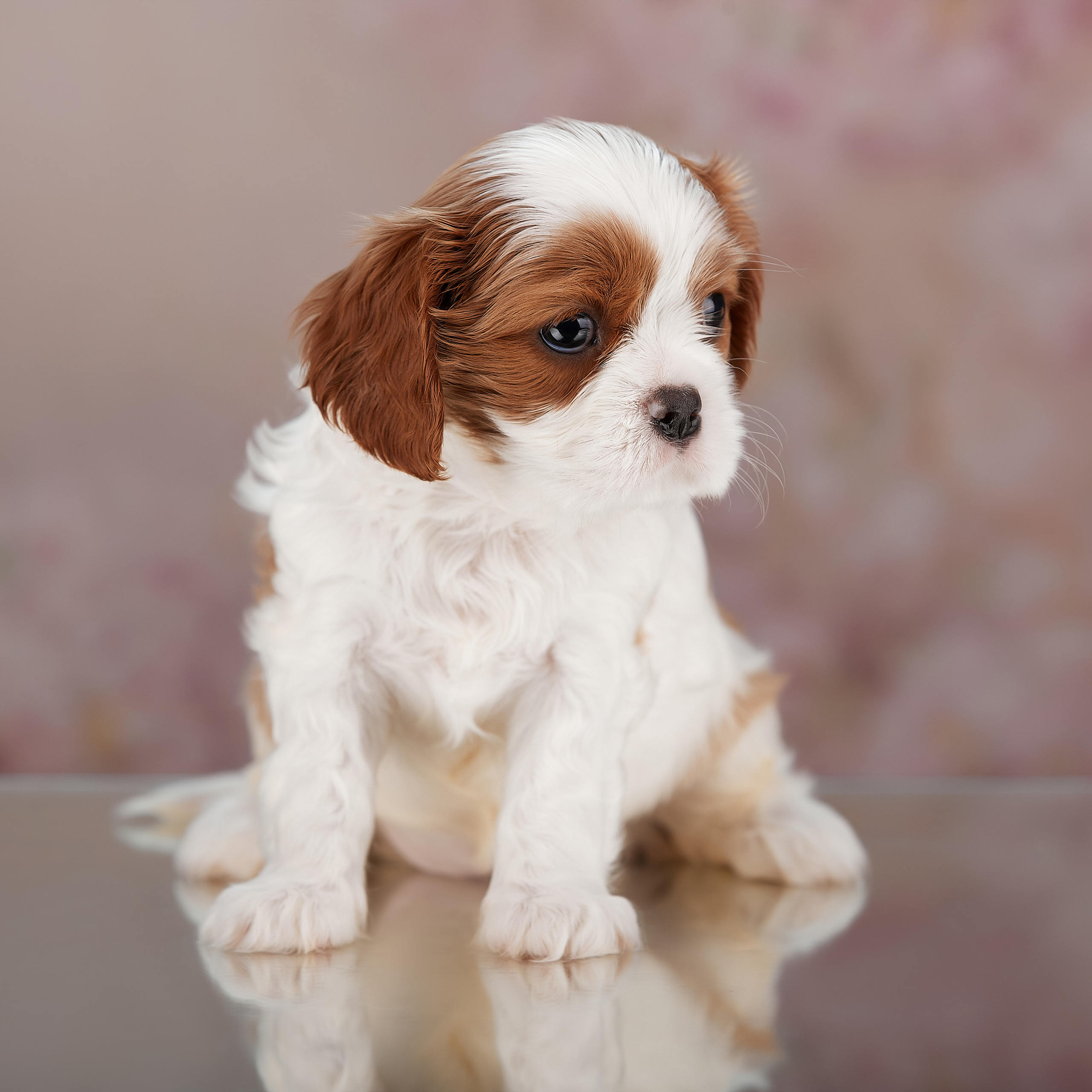 Домашняя фотосессия малышей кавалеров. ФОТОГРАФ-АНИМАЛИСТ l LANA POLYAKOVA