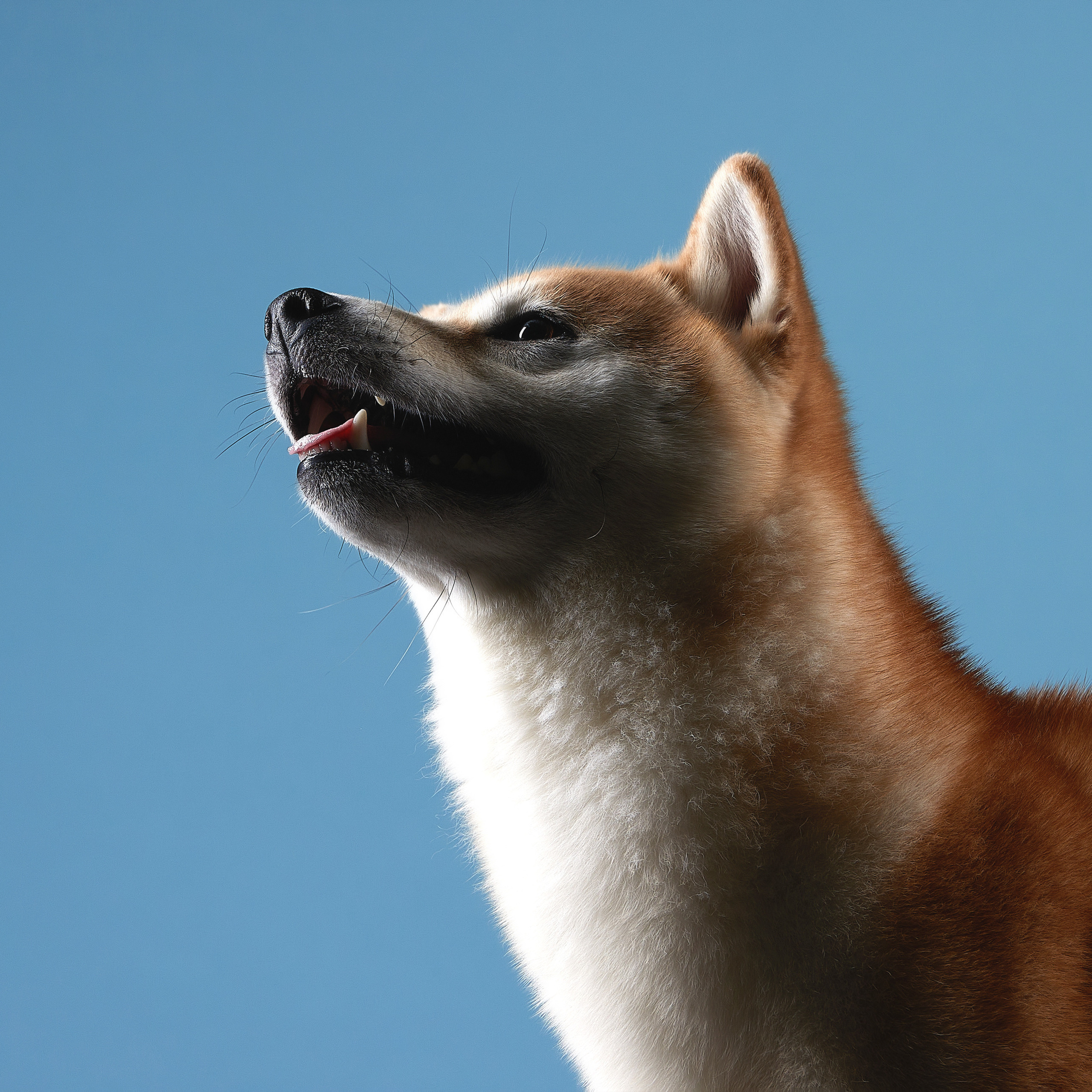 SHIOMARU WIZARD OF OZ