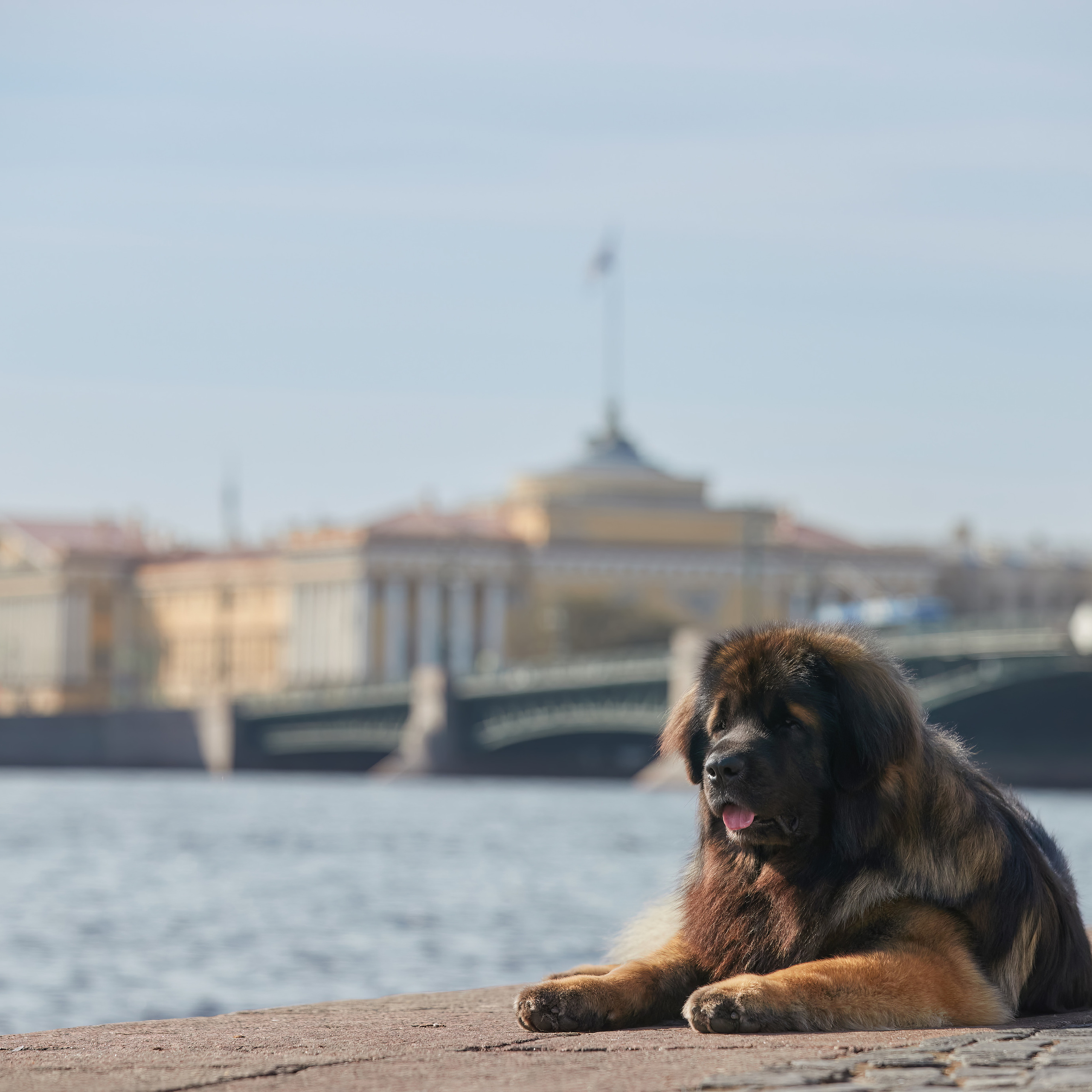 Леонбергеры в Санкт-Петербурге. ФОТОГРАФ-АНИМАЛИСТ l LANA POLYAKOVA