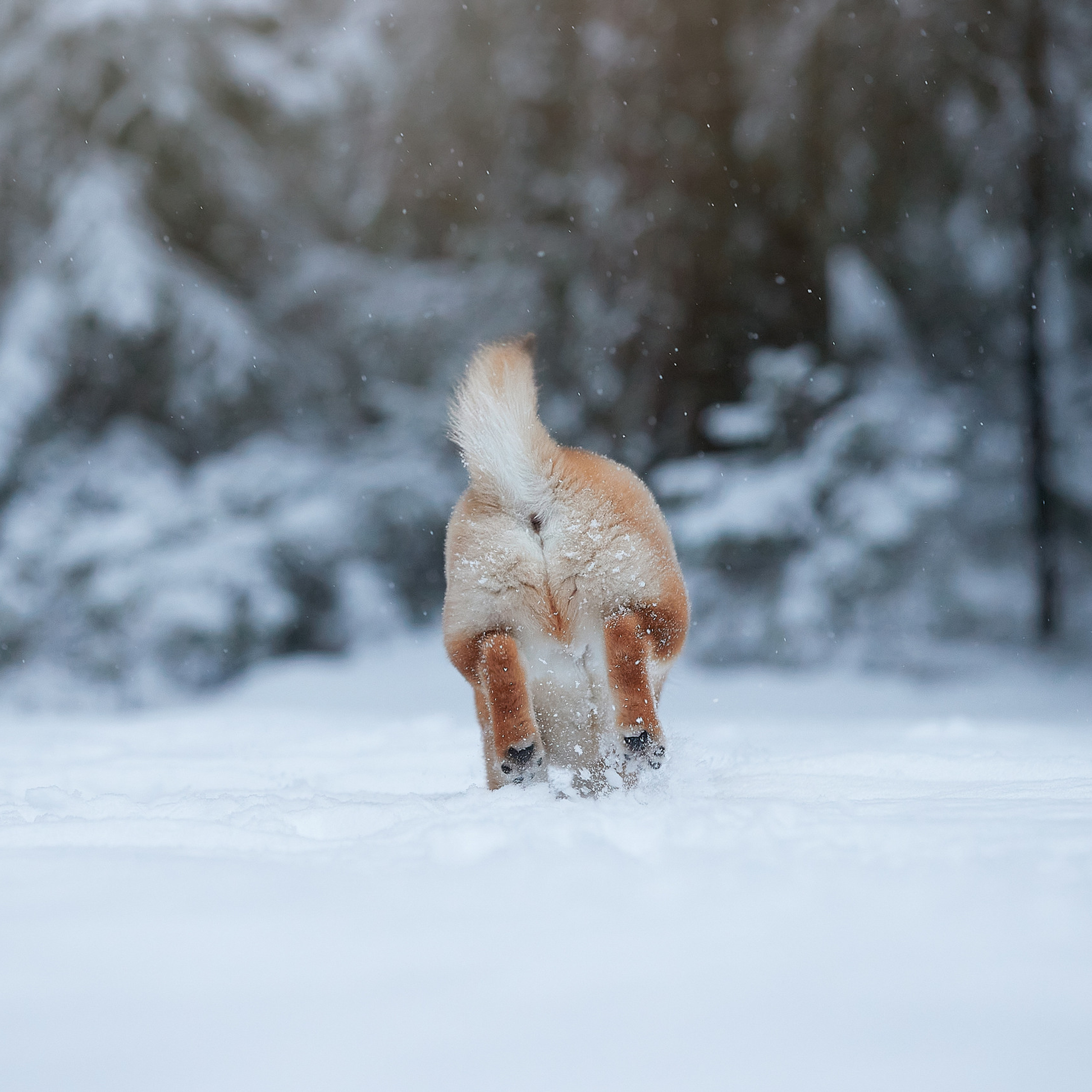 Маленькие сиба-рыси на воле. ФОТОГРАФ-АНИМАЛИСТ l LANA POLYAKOVA