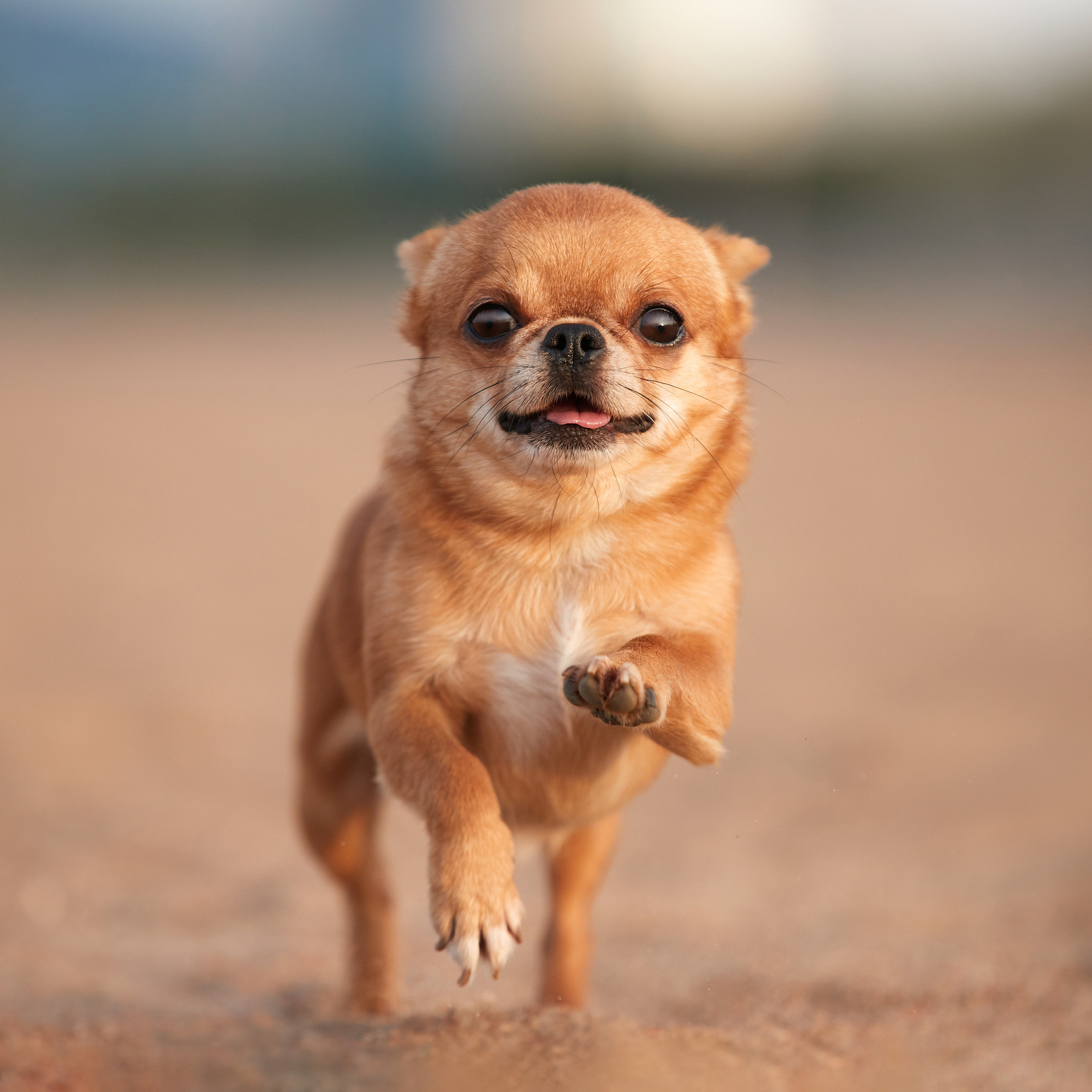 Ярик и компания. Фотопрогулка чихуа. ФОТОГРАФ-АНИМАЛИСТ l LANA POLYAKOVA