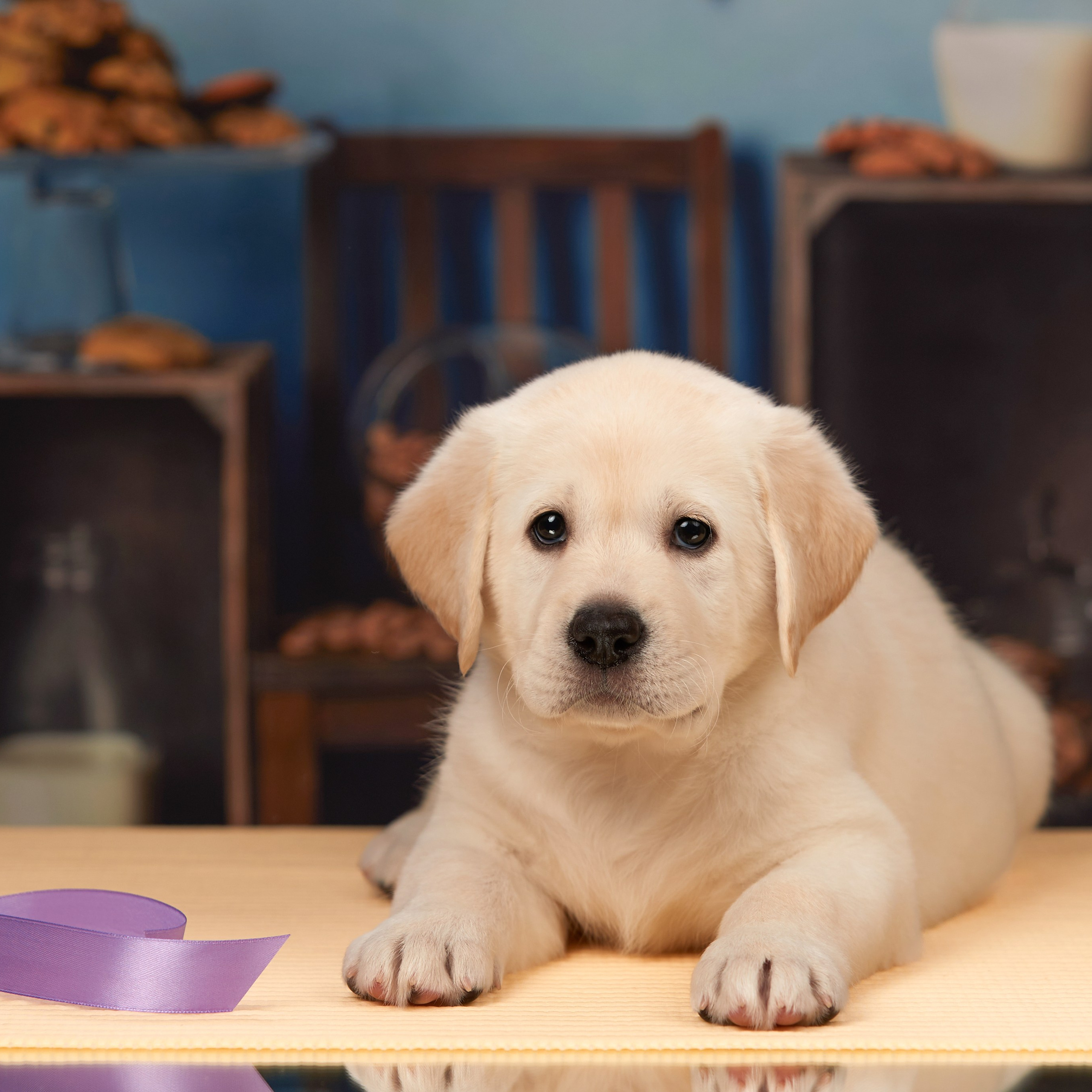 🍁Осенний лялькопад 🍁. ФОТОГРАФ-АНИМАЛИСТ l LANA POLYAKOVA