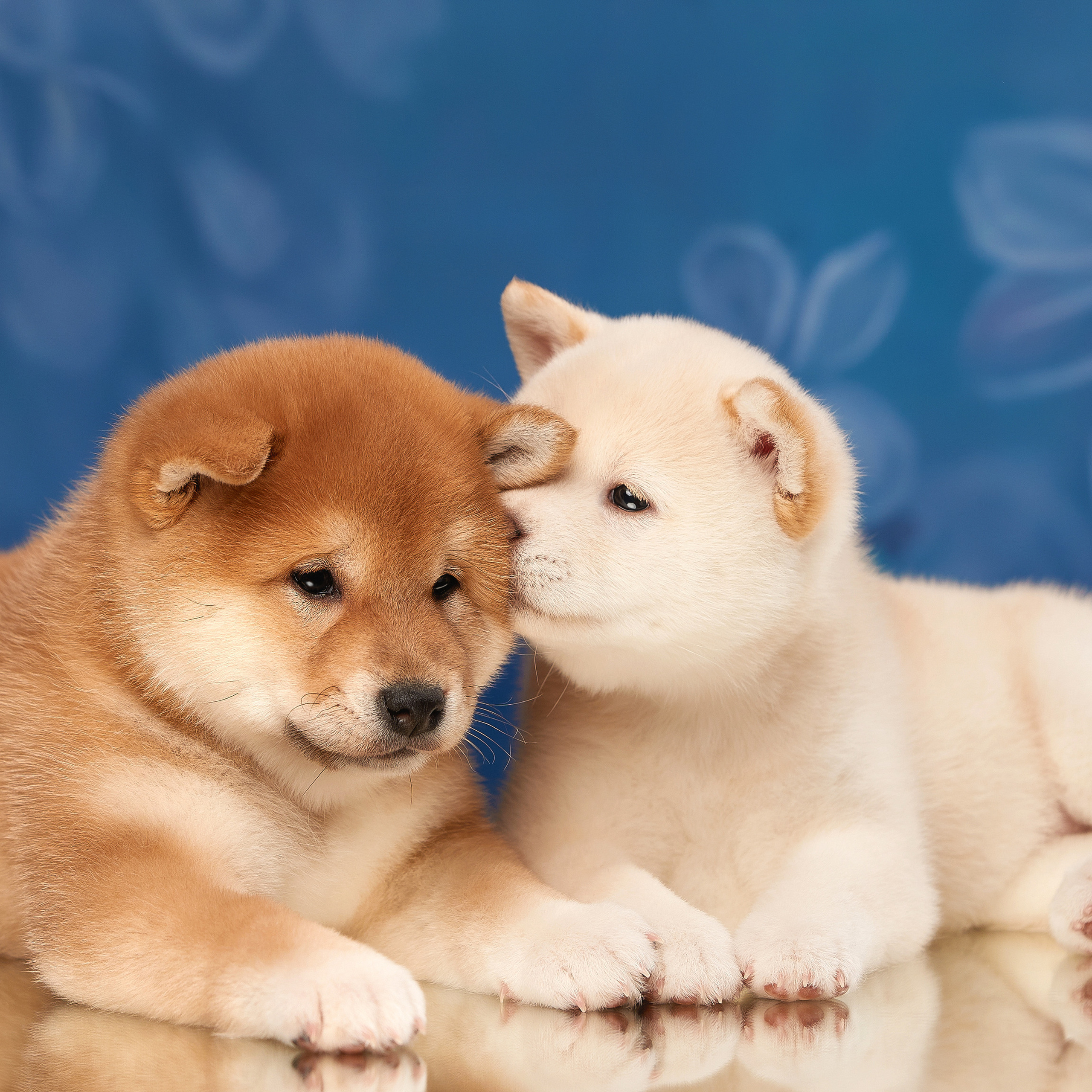 Съемка щенков на дому. ФОТОГРАФ-АНИМАЛИСТ l LANA POLYAKOVA