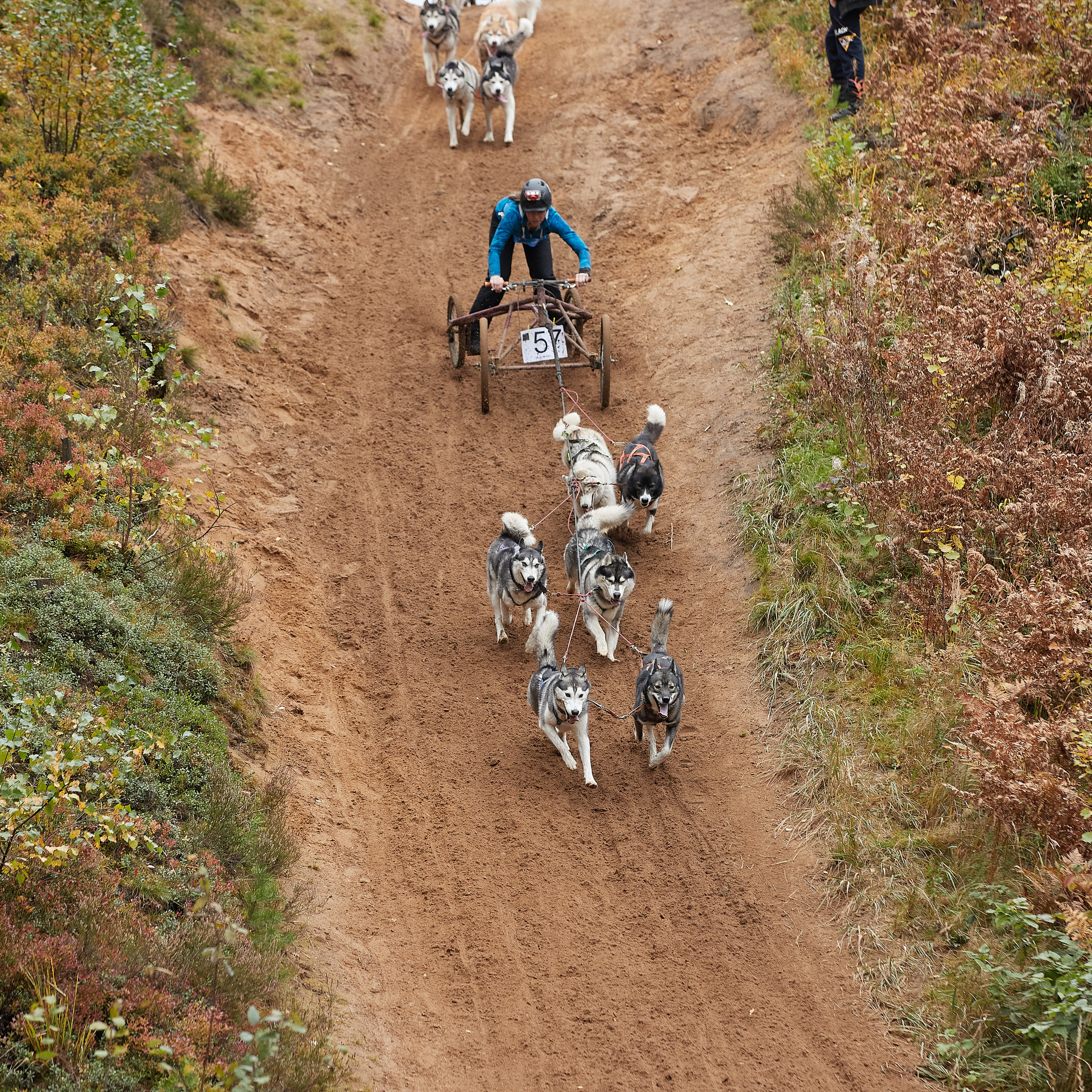 ЧЕМПИОНАТ РОССИИ РКФ 25–26 сентября 2021 г. ФОТОГРАФ-АНИМАЛИСТ l LANA POLYAKOVA