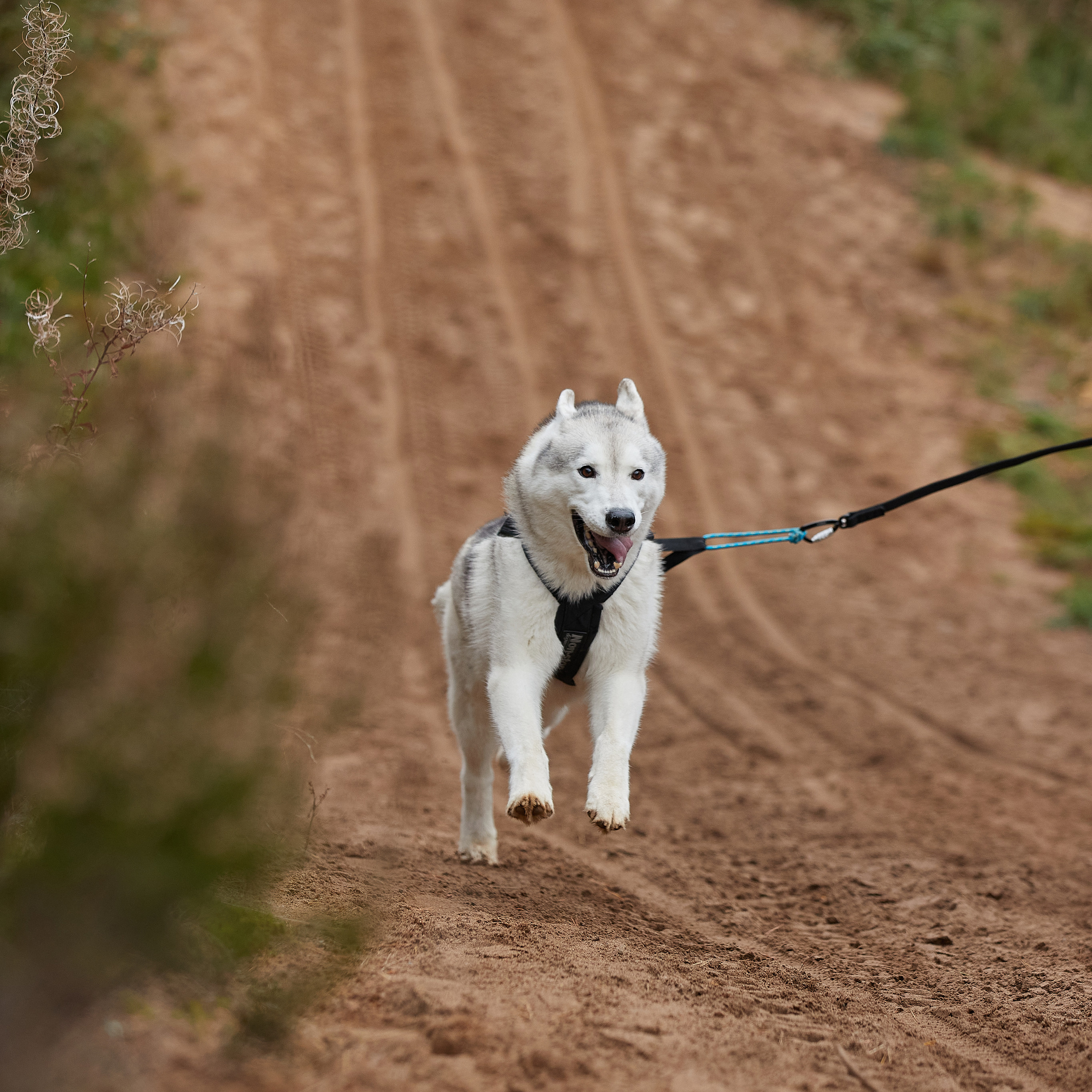 ЧЕМПИОНАТ РОССИИ РКФ 25–26 сентября 2021 г. ФОТОГРАФ-АНИМАЛИСТ l LANA POLYAKOVA