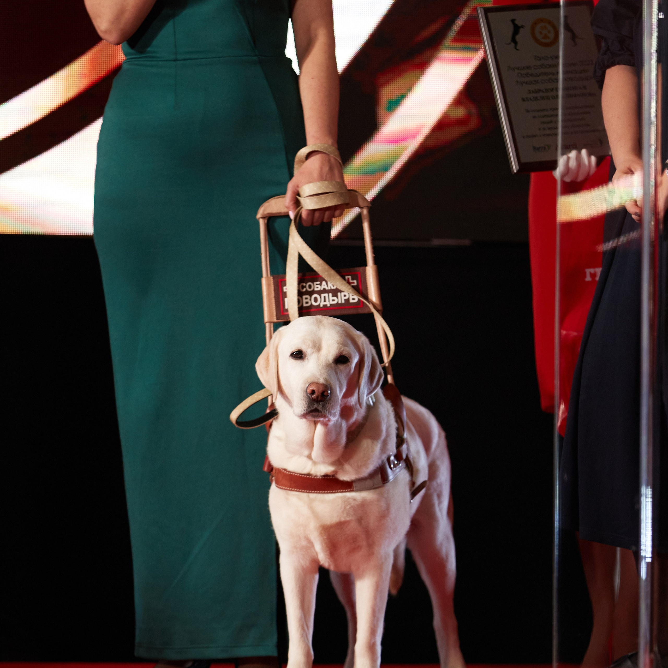Репортаж с церемонии «BEST RUSSIAN DOG 2023». ФОТОГРАФ-АНИМАЛИСТ l LANA POLYAKOVA