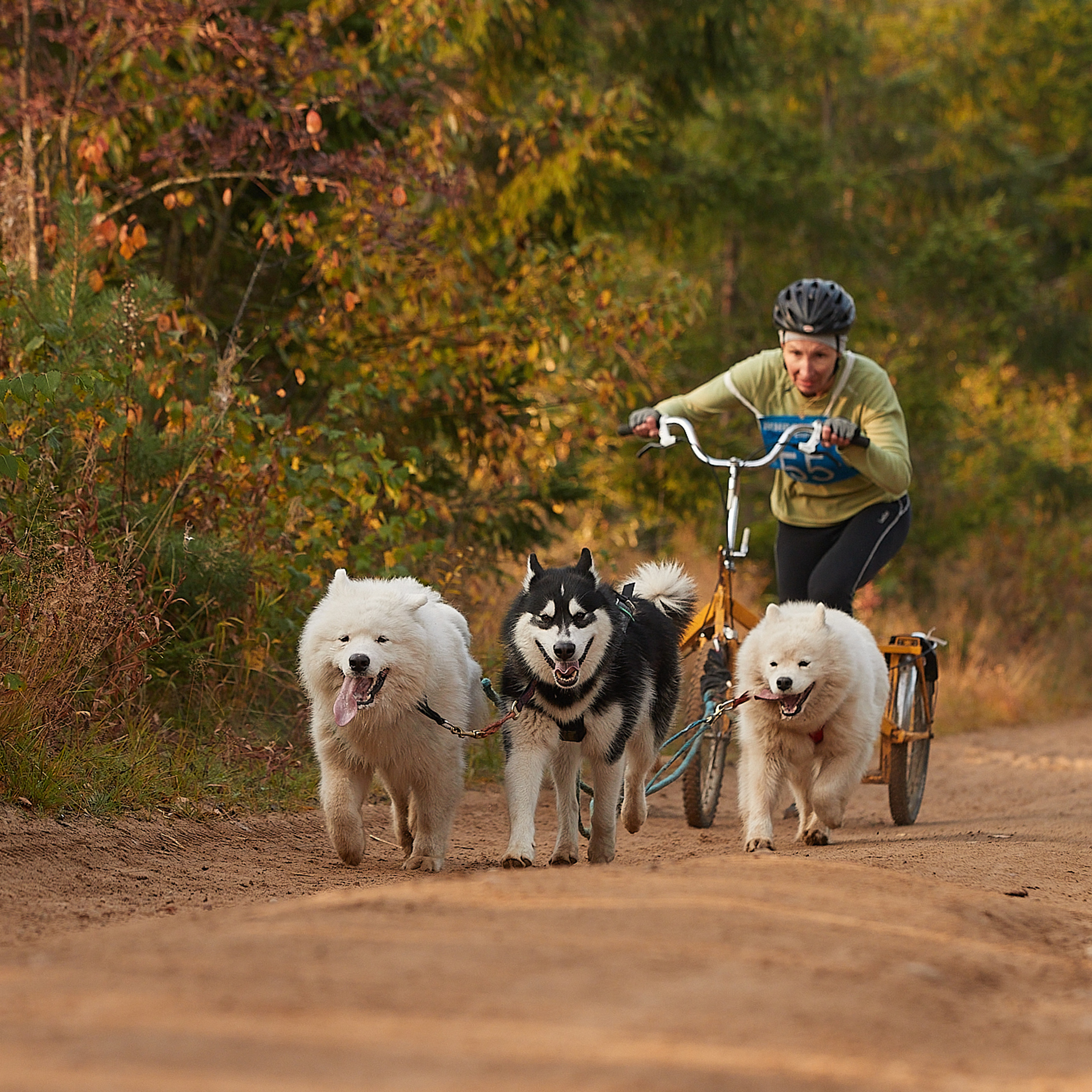ЧЕМПИОНАТ РОССИИ РКФ 27 сентября 2020 г., 2й день. ФОТОГРАФ-АНИМАЛИСТ l LANA POLYAKOVA