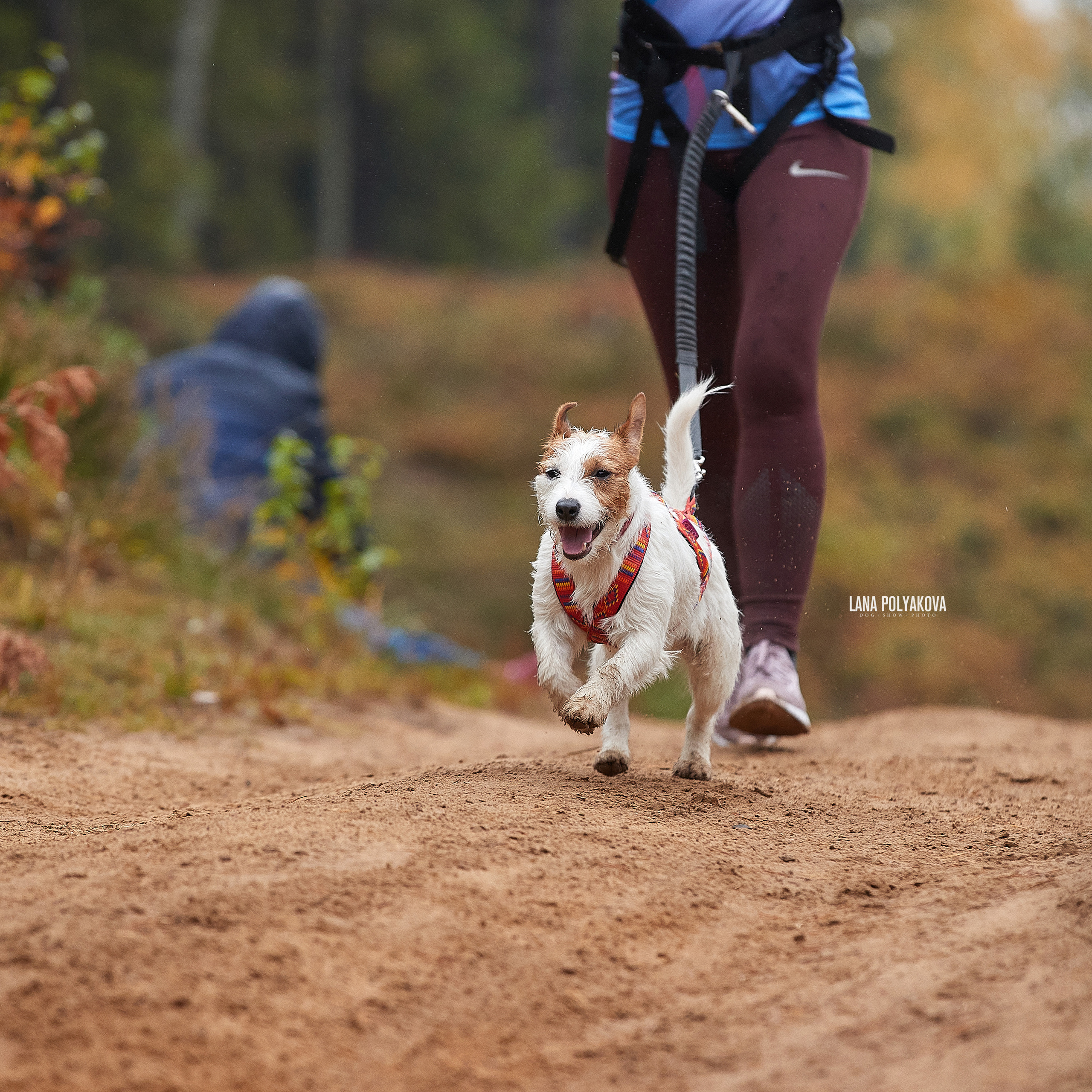 ЧЕМПИОНАТ РОССИИ РКФ 25–26 сентября 2021 г. ФОТОГРАФ-АНИМАЛИСТ l LANA POLYAKOVA