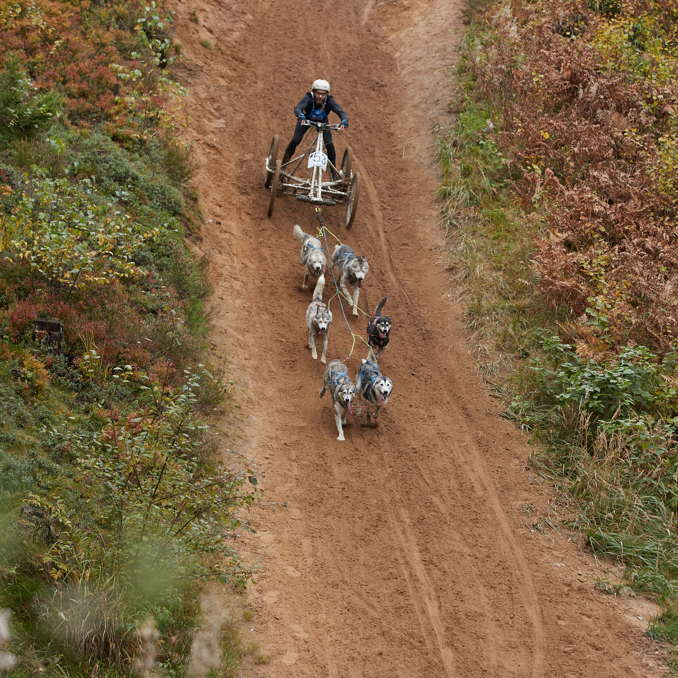 ЧЕМПИОНАТ РОССИИ РКФ 25–26 сентября 2021 г. ФОТОГРАФ-АНИМАЛИСТ l LANA POLYAKOVA