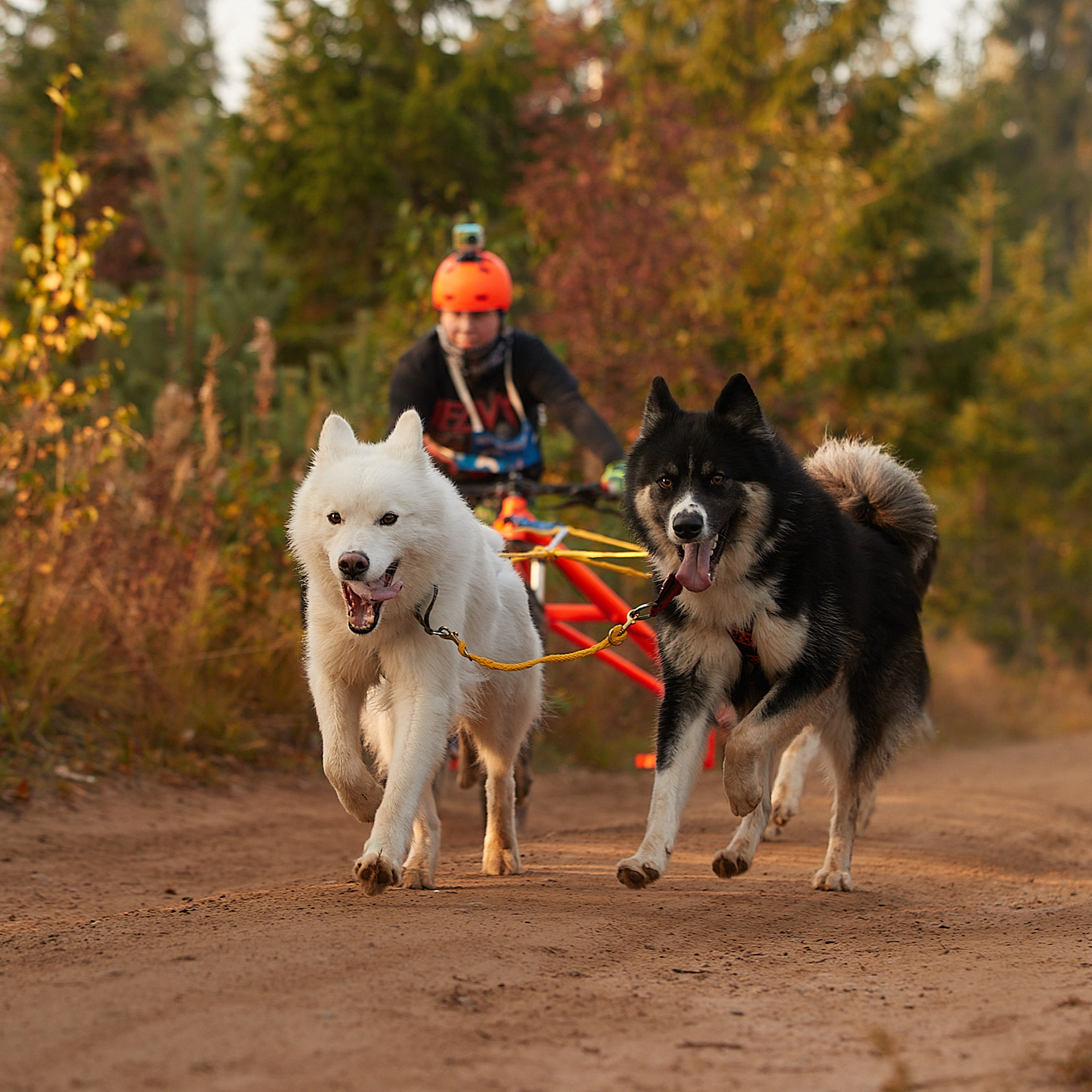 ЧЕМПИОНАТ РОССИИ РКФ 27 сентября 2020 г., 2й день. ФОТОГРАФ-АНИМАЛИСТ l LANA POLYAKOVA