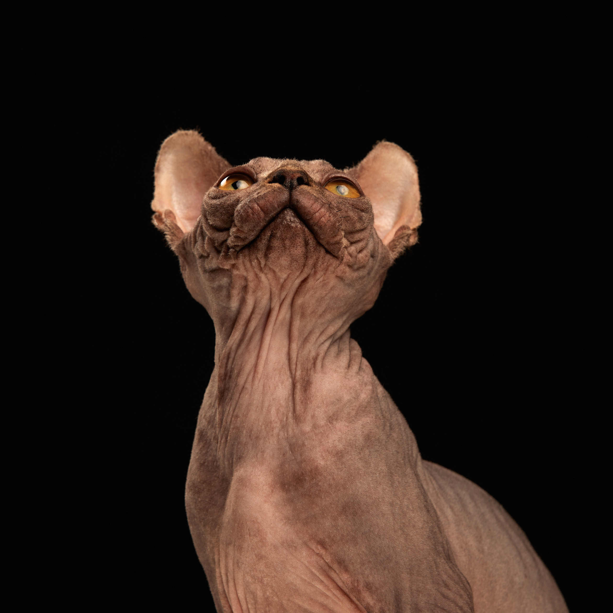 Паштет в объективе. ФОТОГРАФ-АНИМАЛИСТ l LANA POLYAKOVA