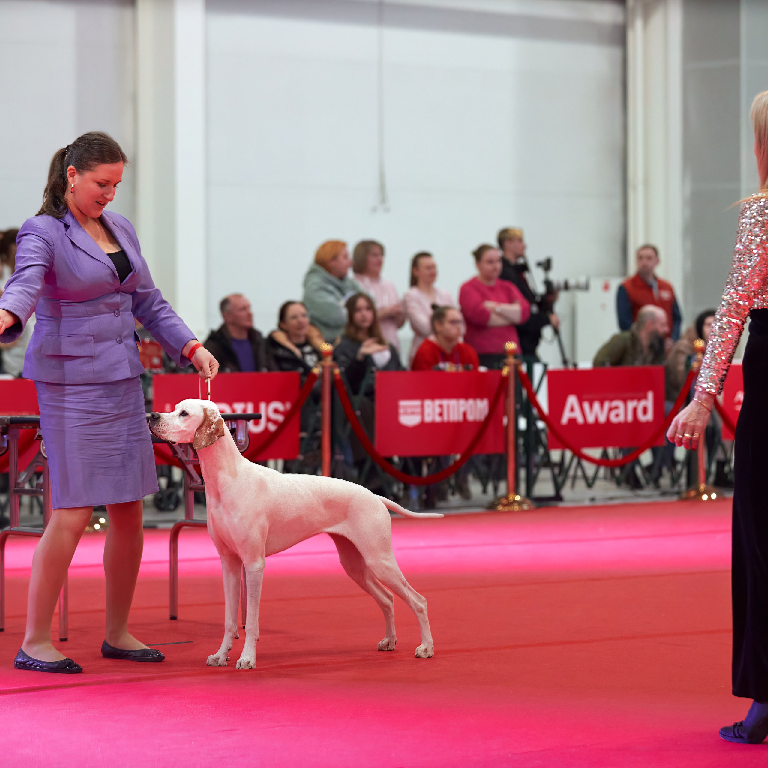 Шоу чемпионов «ЛУЧШИЕ СОБАКИ РОССИИ». ФОТОГРАФ-АНИМАЛИСТ l LANA POLYAKOVA