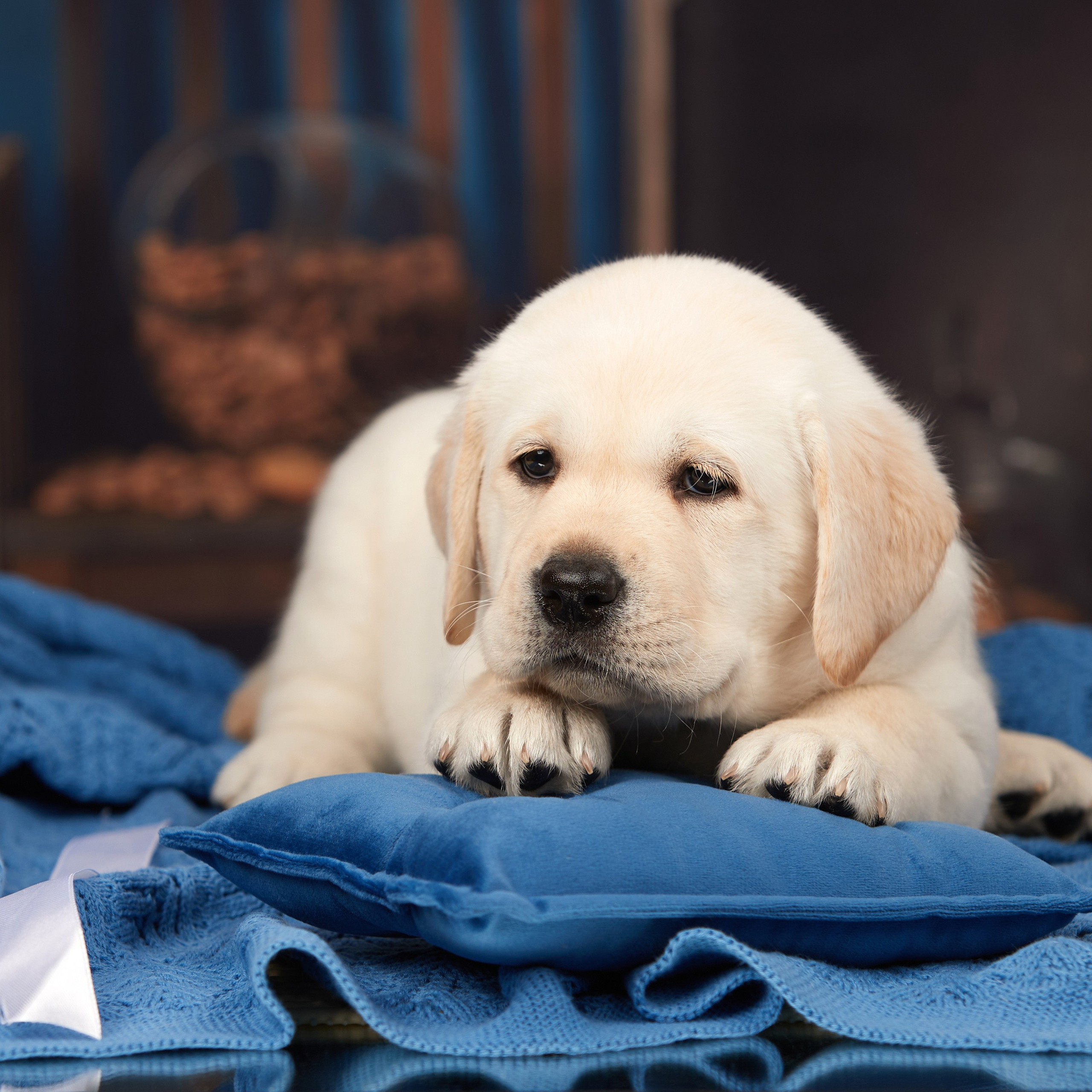 🍁Осенний лялькопад 🍁. ФОТОГРАФ-АНИМАЛИСТ l LANA POLYAKOVA