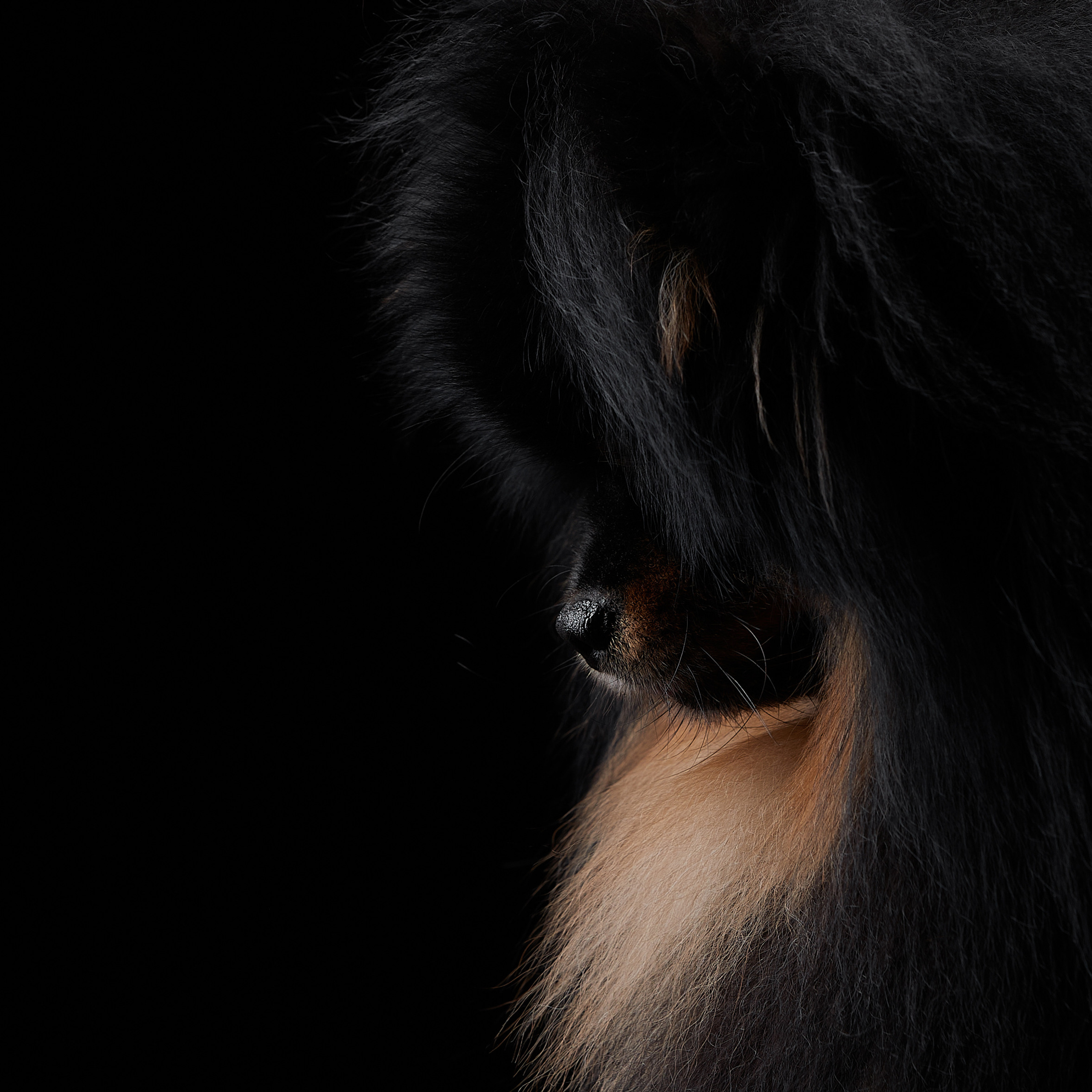 Черное на черном. ФОТОГРАФ-АНИМАЛИСТ l LANA POLYAKOVA