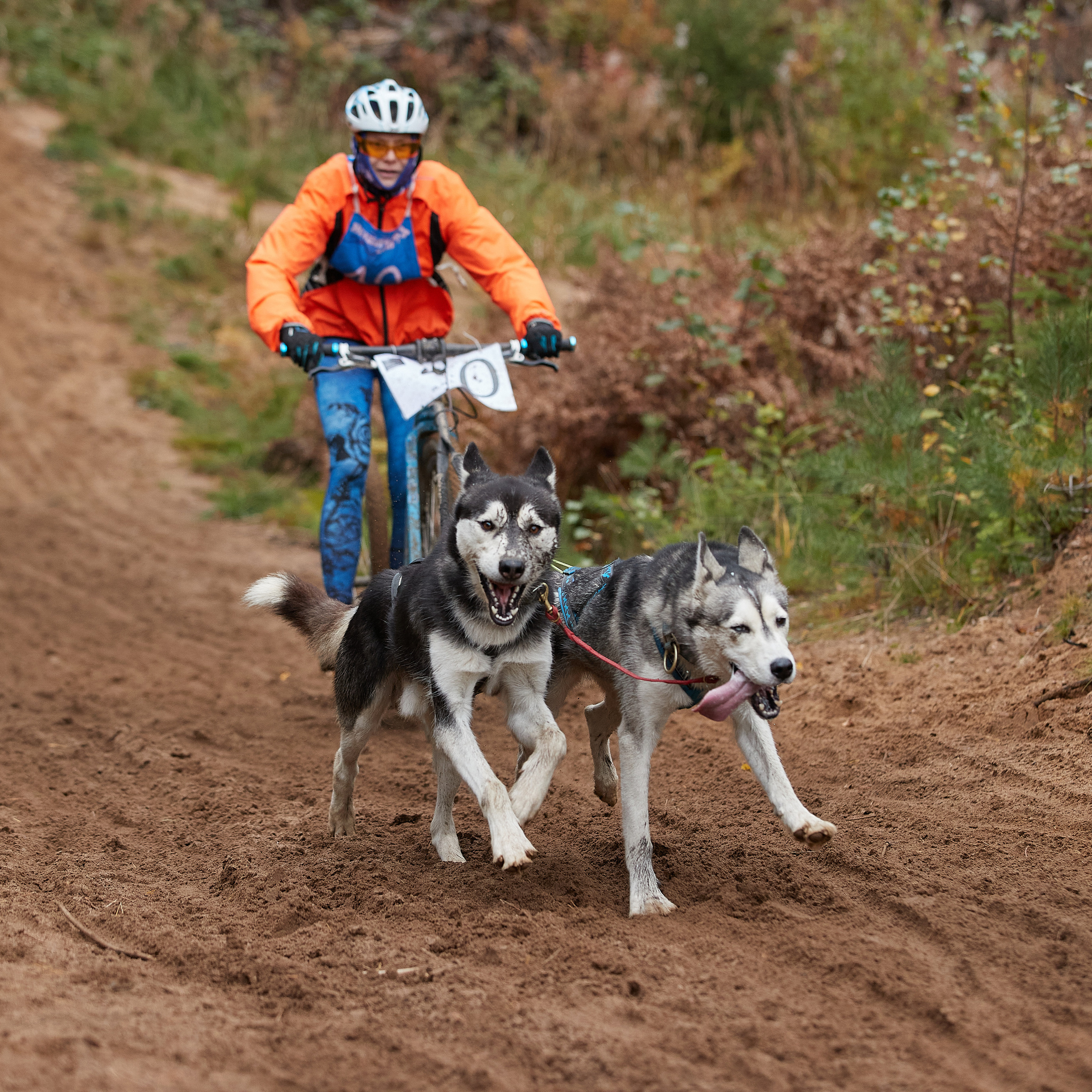 ЧЕМПИОНАТ РОССИИ РКФ 25–26 сентября 2021 г. ФОТОГРАФ-АНИМАЛИСТ l LANA POLYAKOVA