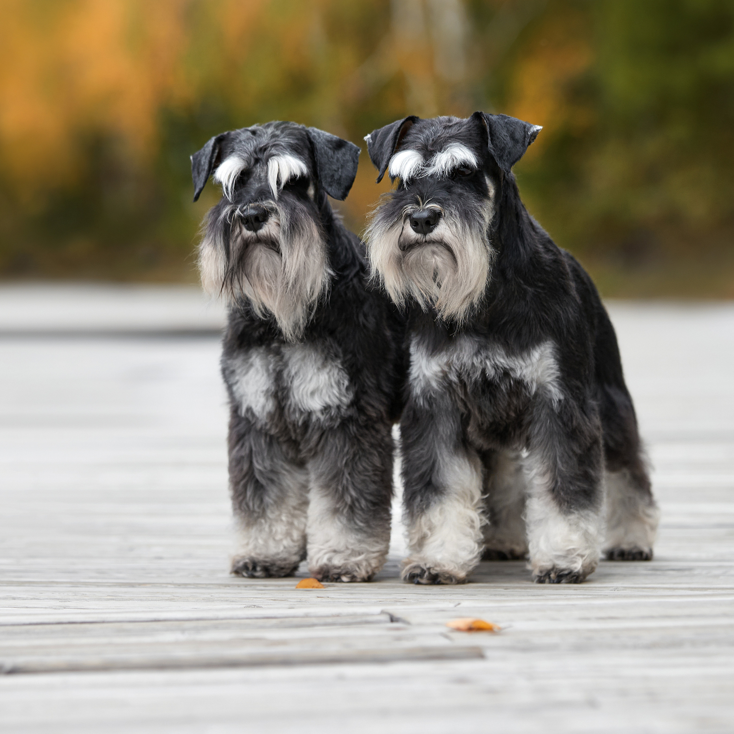Путешествие к Байкалу. Фотосессии в Иркутске. ФОТОГРАФ-АНИМАЛИСТ l LANA POLYAKOVA