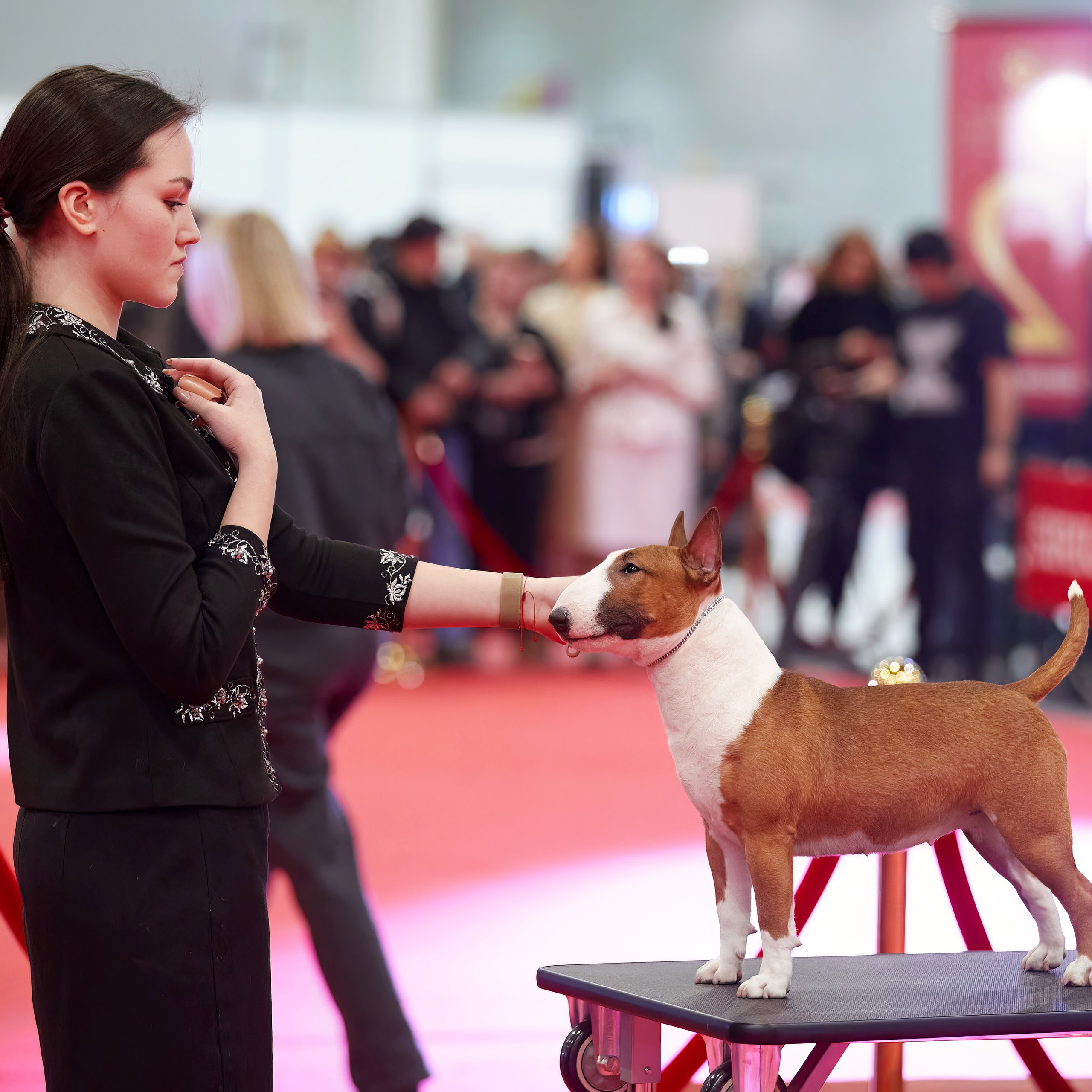 Шоу чемпионов «ЛУЧШИЕ СОБАКИ РОССИИ». ФОТОГРАФ-АНИМАЛИСТ l LANA POLYAKOVA