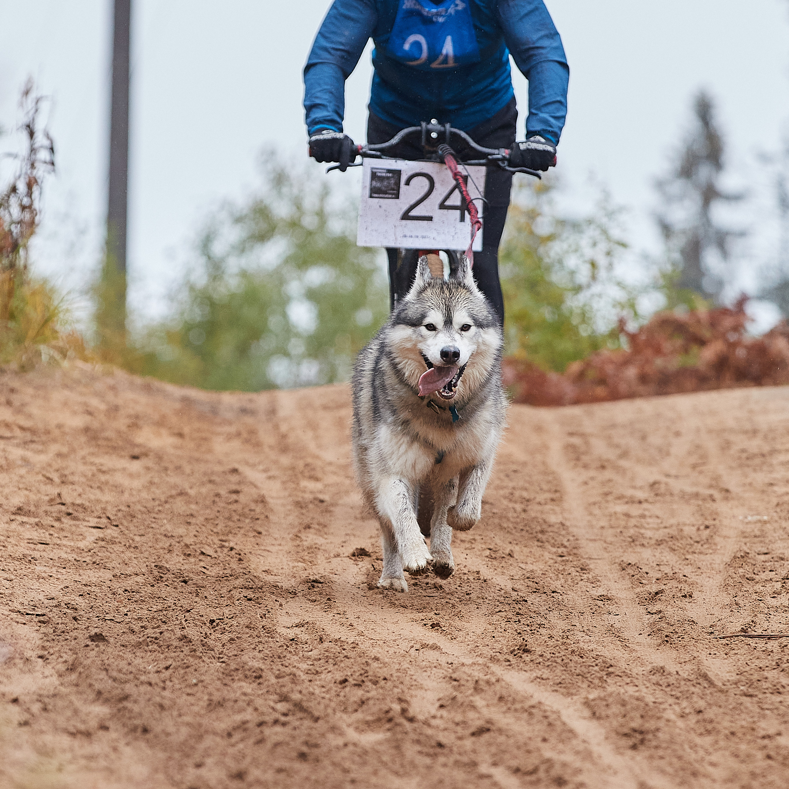 ЧЕМПИОНАТ РОССИИ РКФ 25–26 сентября 2021 г. ФОТОГРАФ-АНИМАЛИСТ l LANA POLYAKOVA