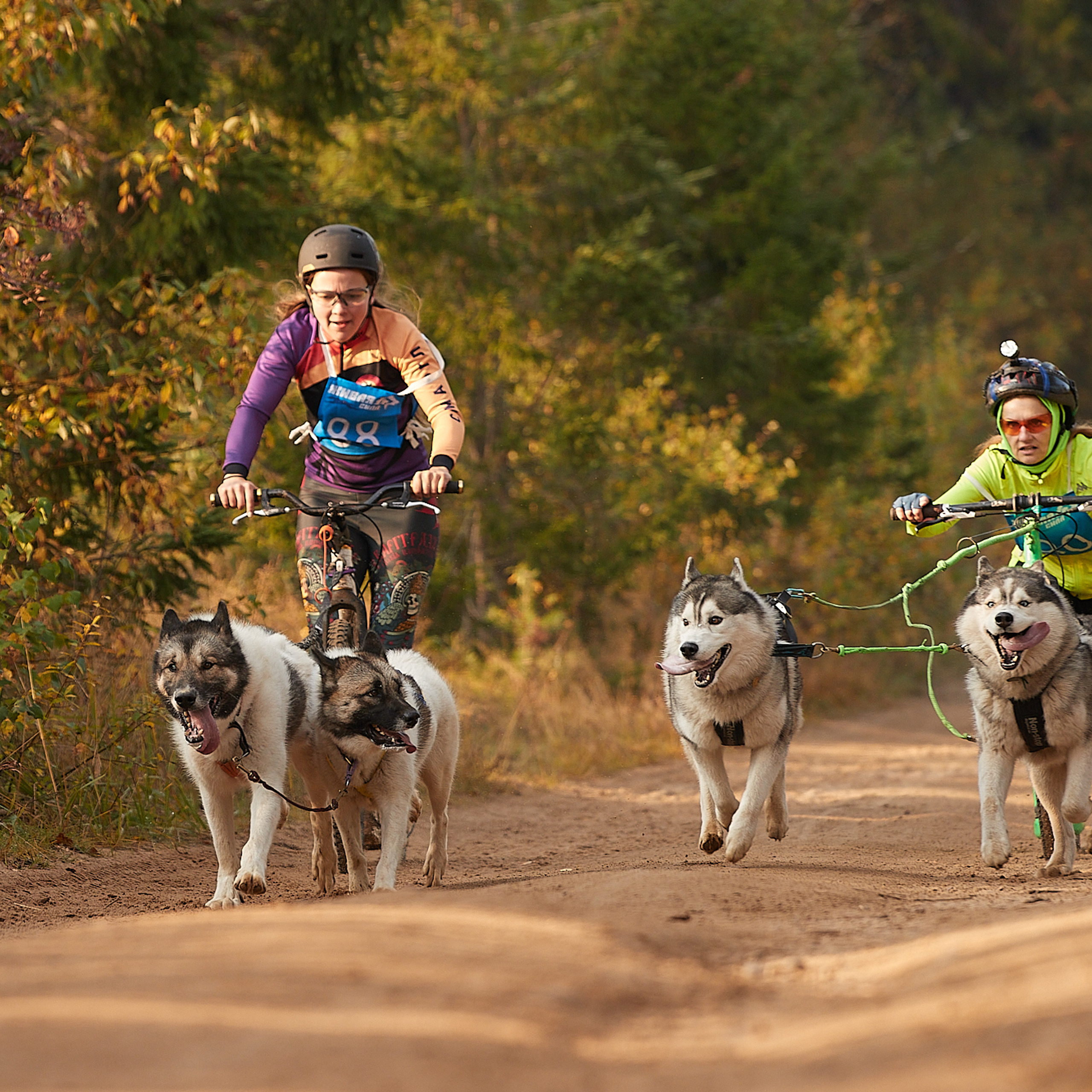 ЧЕМПИОНАТ РОССИИ РКФ 27 сентября 2020 г., 2й день. ФОТОГРАФ-АНИМАЛИСТ l LANA POLYAKOVA