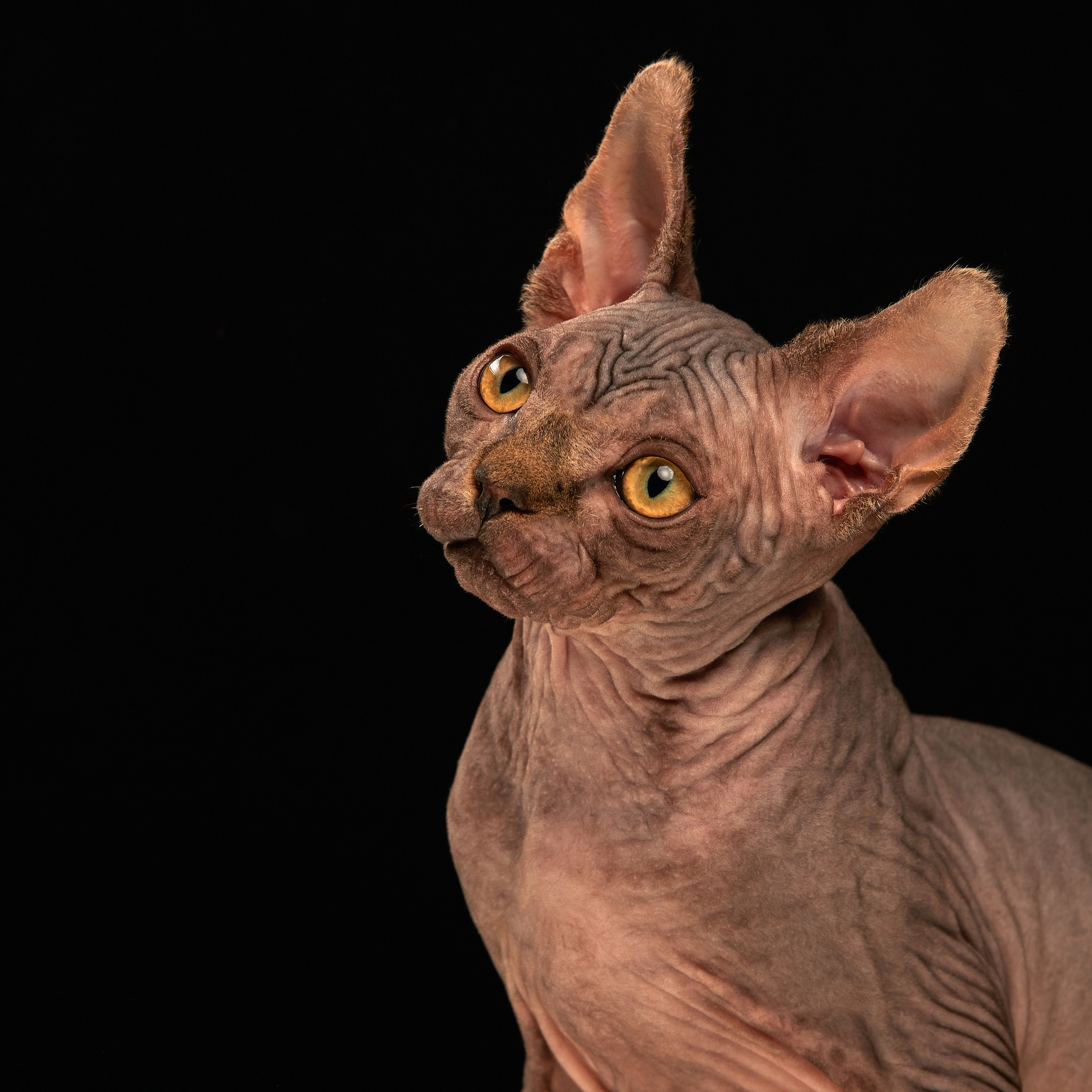 Паштет в объективе. ФОТОГРАФ-АНИМАЛИСТ l LANA POLYAKOVA