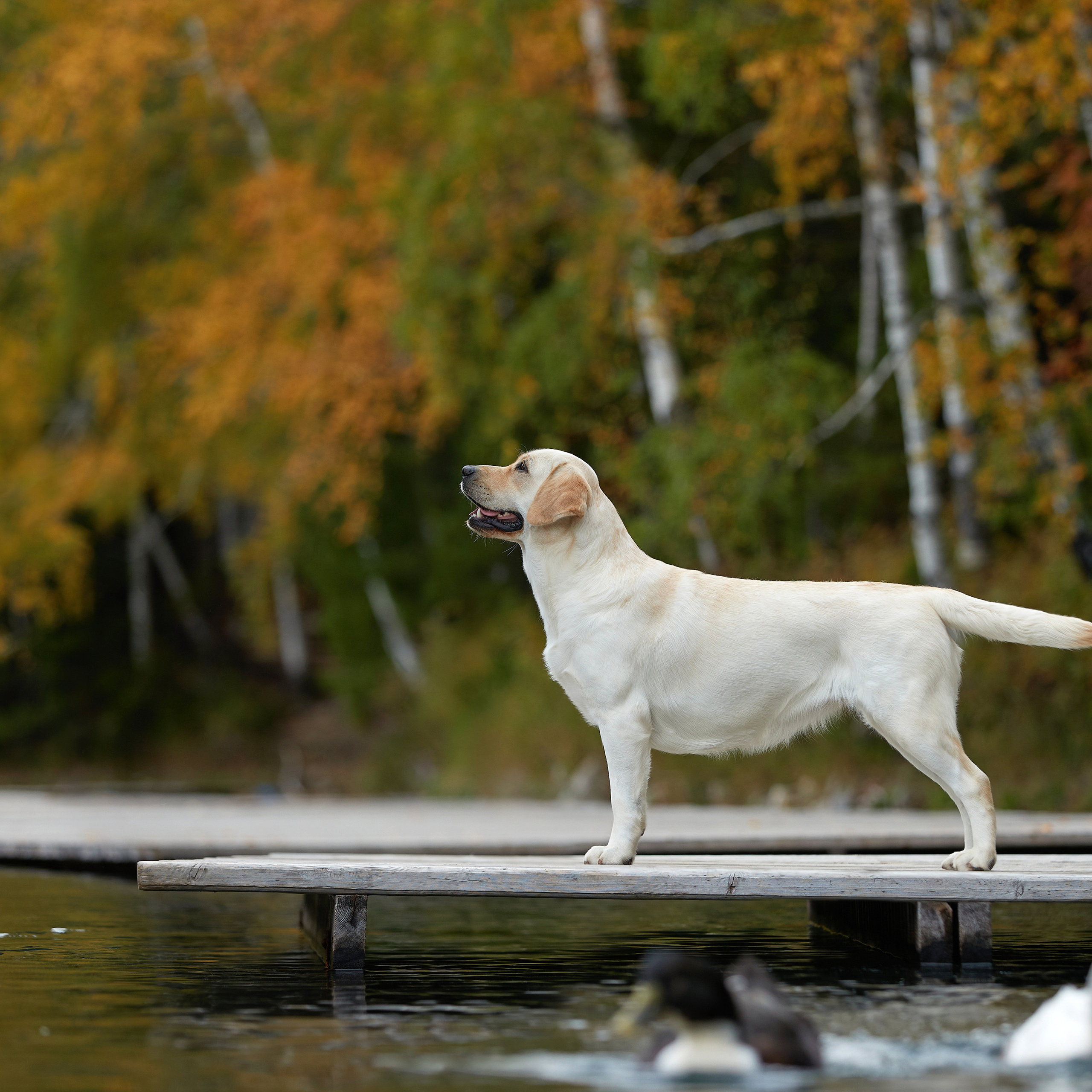 Путешествие к Байкалу. Фотосессии в Иркутске. ФОТОГРАФ-АНИМАЛИСТ l LANA POLYAKOVA