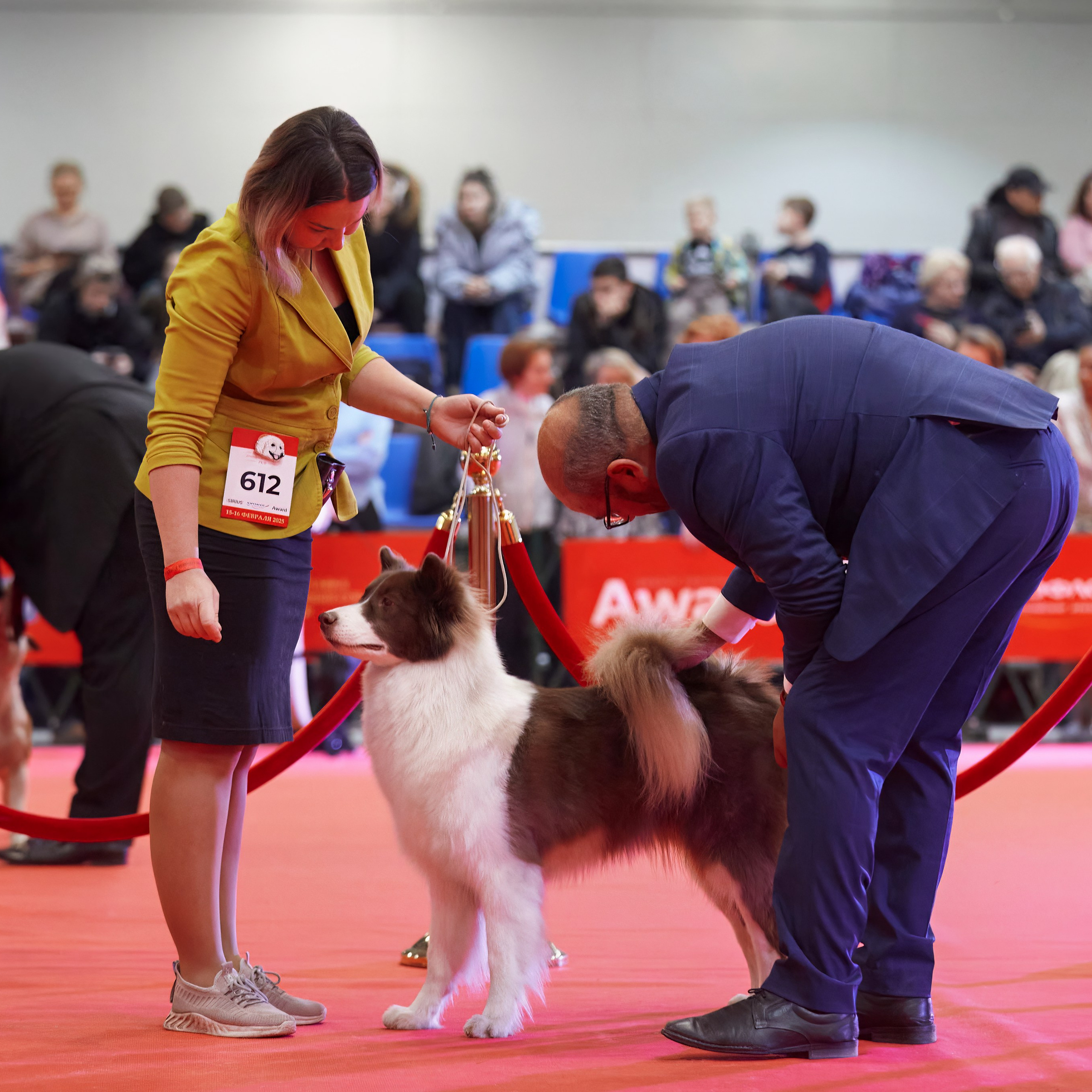 Шоу чемпионов «ЛУЧШИЕ СОБАКИ РОССИИ». ФОТОГРАФ-АНИМАЛИСТ l LANA POLYAKOVA