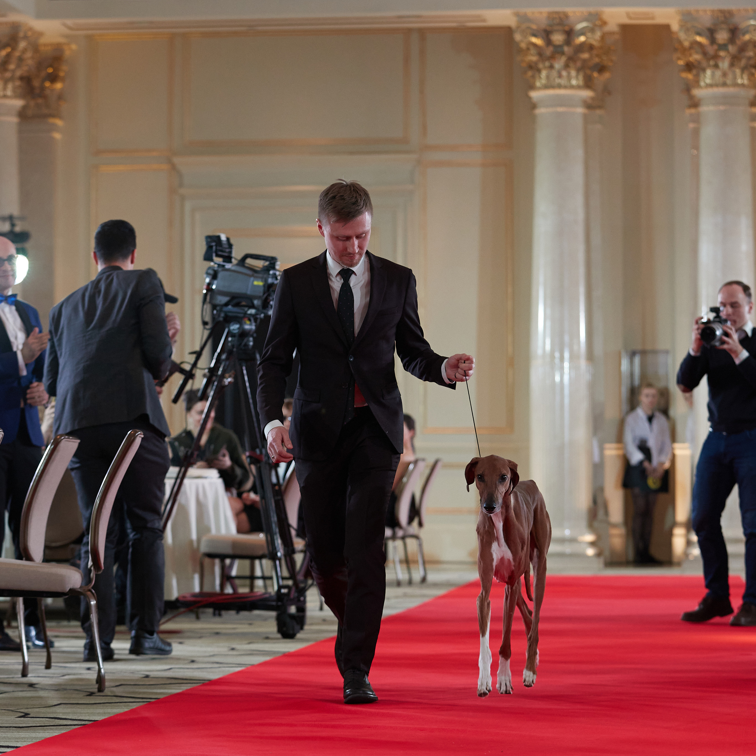 Репортаж с церемонии «BEST RUSSIAN DOG 2022». ФОТОГРАФ-АНИМАЛИСТ l LANA POLYAKOVA
